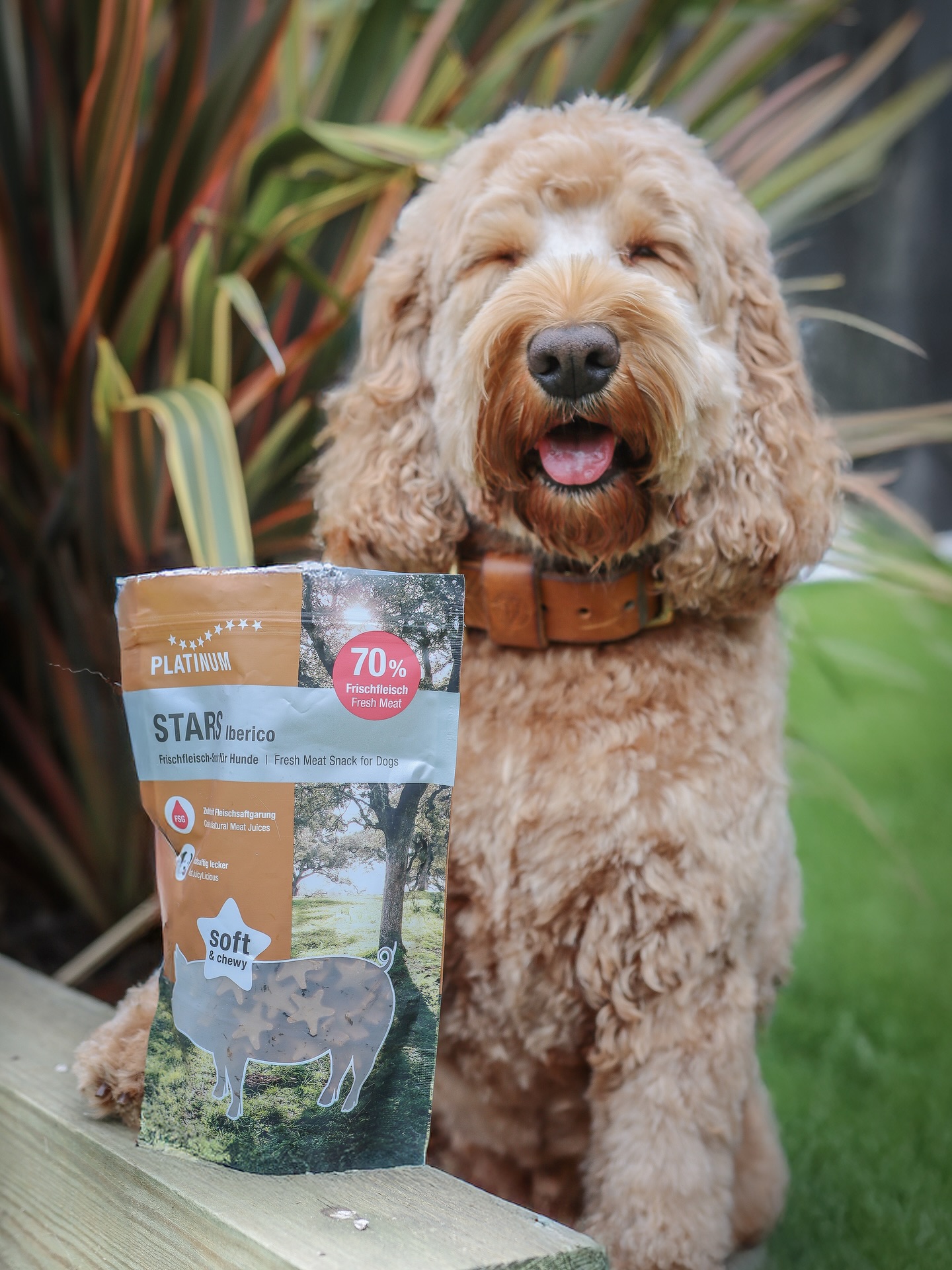 ⭐️ New STARs have landed ⭐️
Crumble’s giving the new @platinumpetfood STARs Iberico treats her paw of approval 🐾 — soft, chewy, and packed with 70% fresh meat (because only the best will do for our little taste tester 👑).
Perfect for adventures, training, or just a “you’re the best dog ever” moment 💫
#platinumdogfood #dogfoodislife #dogtreats #cockapoolife