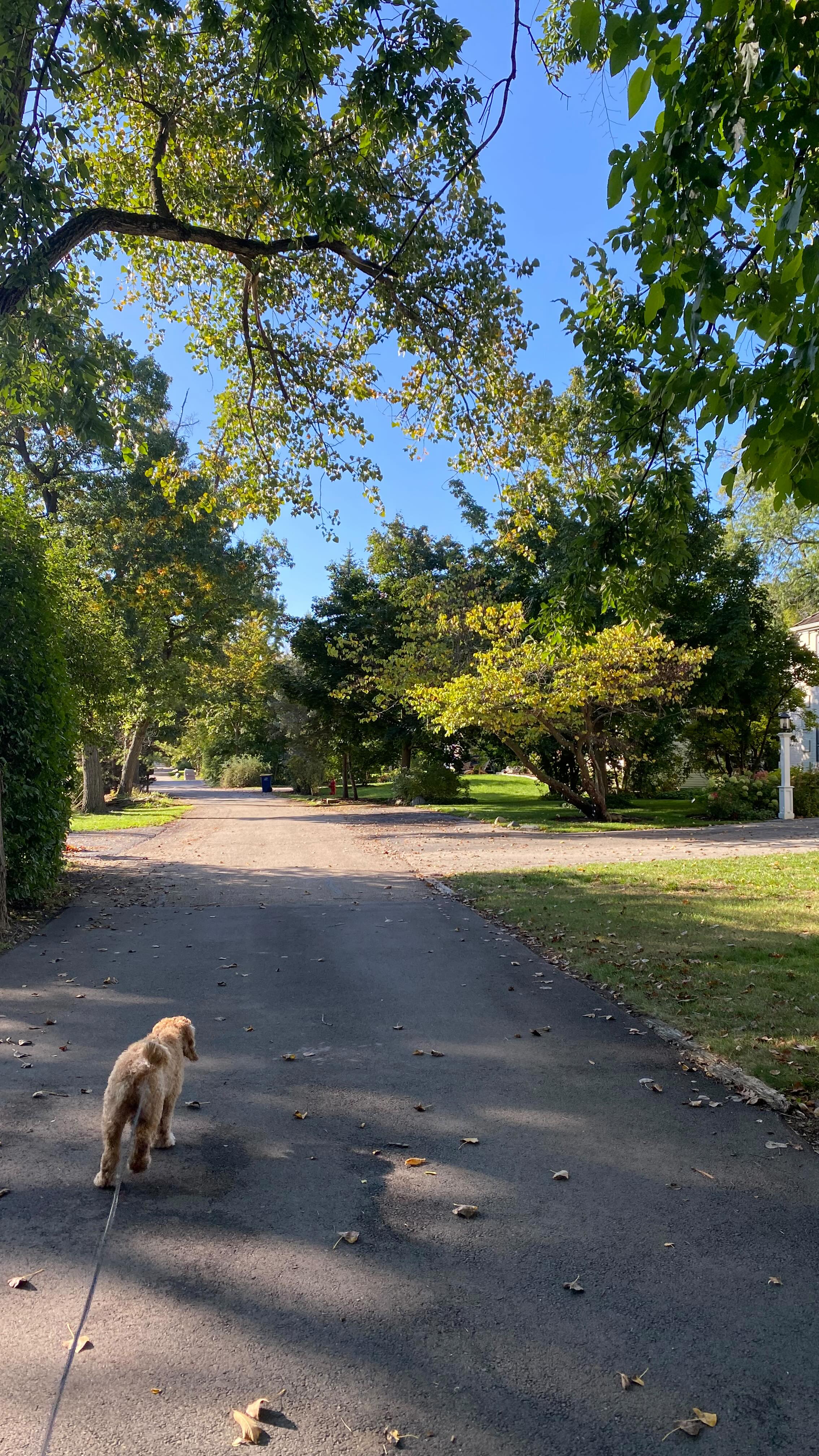 What does following your intuition look like?
Sometimes it’s as simple as listening when a little idea, spark, or excitement floats in. The nudge arrives, and then we get to choose: will we follow it or let it pass?
For me, during my most recent Brewing Intuitive Alchemy session, I realized something I hadn’t thought about in a long time—I wanted to walk the dogs more. That was the nudge.
I said yes. And today, I’m so glad I did. I’m outside, soaking up a crisp and colorful fall day, feeling both gratitude and joy just for following that simple, intuitive pull.
Intuition doesn’t always lead to big, life-changing decisions. Sometimes it’s the small whispers that bring us back to presence, beauty, and connection. 🍂🐾