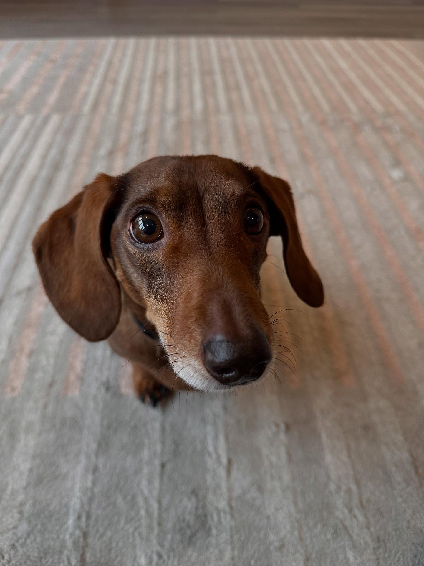 This little man has mastered the puppy dog eyes!
Handsome boy Ernie had his first session today to help keep him comfortable, strong and mobile following a history of IVDD.
Like many dachshunds, Ernie is a perfect candidate for a bespoke strengthening programme with physiotherapy.
Ernie was such a good boy for his session and did amazingly with his exercises and treatments. Well done Ernie! 🐾