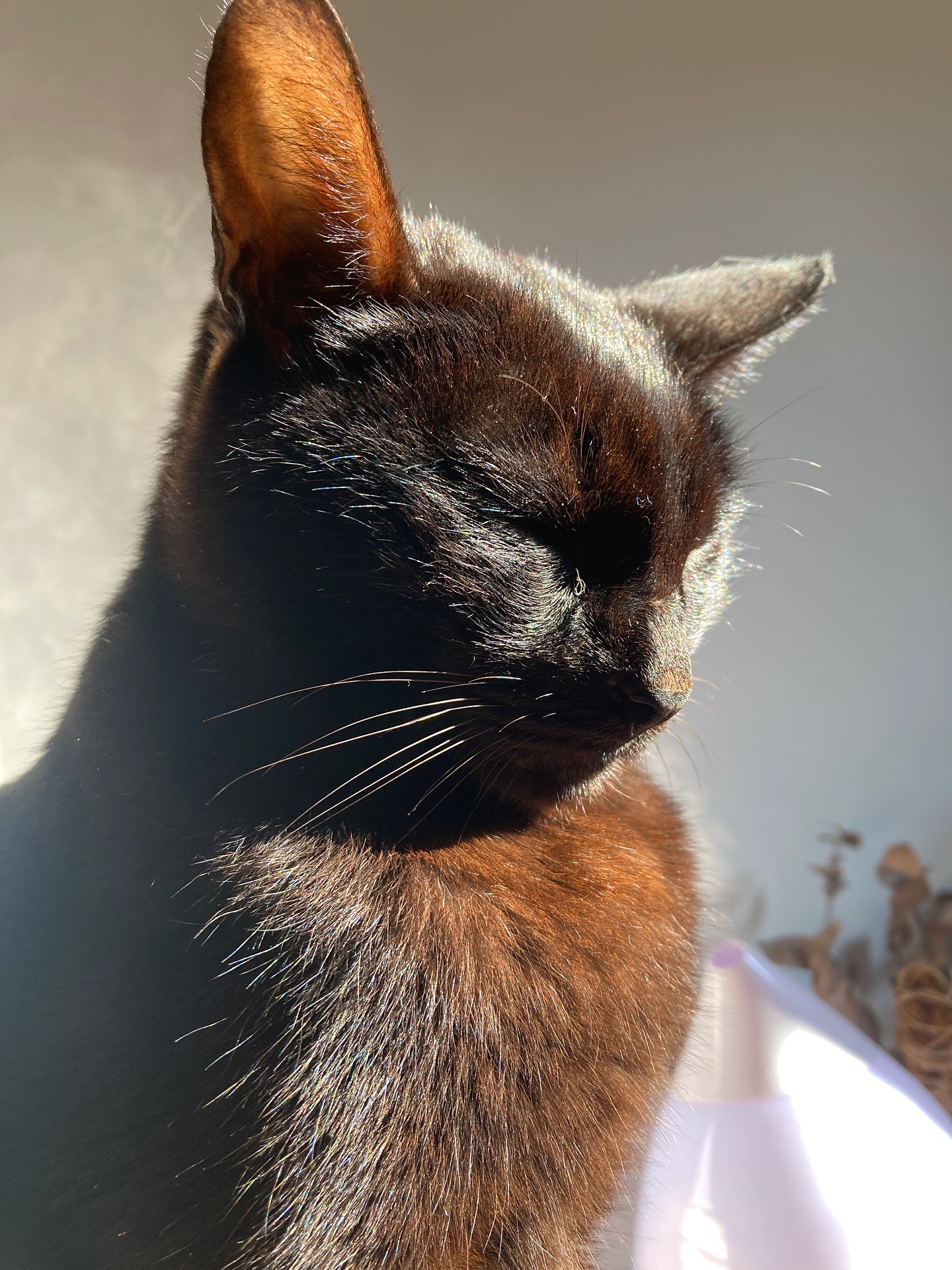 ✨ Meu querido Patch,
Dia 1º de setembro de 2025, você descansou e virou estrelinha. ✨
E, sinceramente, acho que a ficha ainda não caiu.
Ainda me pego esperando te ver entrar pela porta e subir na cama na hora de dormir.
Fecho os olhos e te vejo ali, no tapete do banheiro, pronto pro seu patêzinho, ou deitadinho no meu colo, em silêncio, só relaxando e me fazendo companhia. 🫶🏻
A Luninha começou a miar durante a noite… acho que ela também sente sua falta.
Na verdade, a família inteira sente.
Não estive presente na sua partida, não pude te dar o último beijo nem o último abraço, e meu coração fica pequenino só de lembrar.
Mas você não estava sozinho!
A @_rafaluna ficou grudadinha em você até o último suspiro.
Você foi em paz!
Chega de sofrimento, meu pequeno. ✨
Nesses últimos três anos em que você lutou contra o câncer, foi tão forte, tão guerreiro.
Me ensinou o verdadeiro significado de resiliência.
Me mostrou que paciência não é estar sempre bem, mas aprender a lidar com o que vem com tranquilidade no coração.
Foram tantos desafios e tantas lembranças…
Eu queria ter tido mais tardes de descanso com você.
Mais brincadeiras, mais tempo sem pressa, sem me deixar levar pelas loucuras do dia a dia.
Que essas fotos sejam um lembrete do quanto você sempre estará presente.
Ainda te sinto em cada cantinho da casa.
Obrigada pelos anos incríveis em que tive a honra de te chamar de meu pretinho. 🫶🏻
Fica quentinho no colinho da mãe, e continua brilhando e ronronando muito por onde estiver.
Te amo pra sempre, meu Patch. ❤️