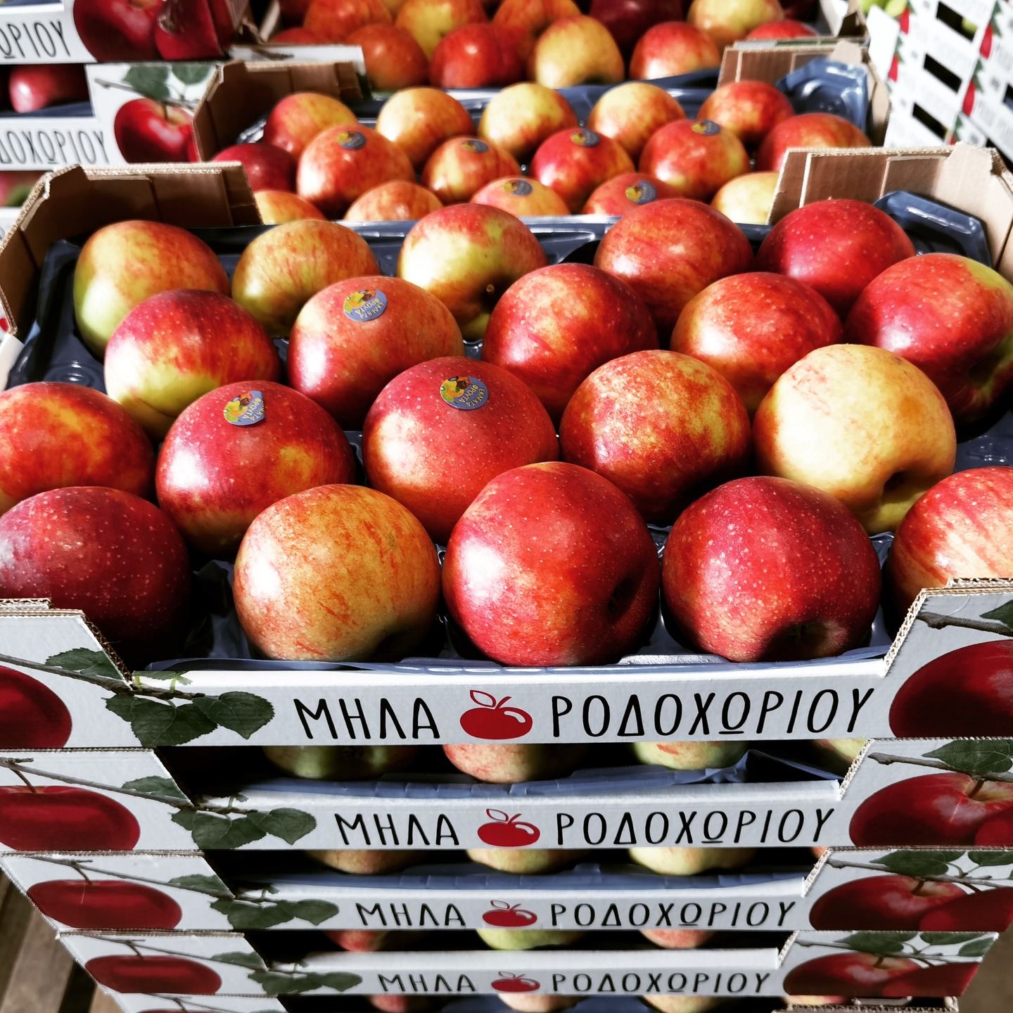 Αν είσαι λάτρης των μήλων και γενικά των καλών γεύσεων, σίγουρα έστω και μία φορά θα έχεις φάει ένα μήλο από το Ροδοχώρι. Το μικρό αυτό ορεινό χωριό, φωλιασμένο στις πλαγιές του Βερμίου σε υψόμετρο περίπου 600 μέτρων, ανήκει στο Δήμο Νάουσας στο Νομό Ημαθίας. Με βαθιά παράδοση στα οπωροφόρα και βασικές καλλιέργειες το μήλο και το κεράσι, τα προϊόντα τους έγιναν γρήγορα γνωστά σε όλη την Ελλάδα. Το κλίμα του τόπου, σε συνδυασμό με την εμπειρία και το μεράκι των παραγωγών, φέρνουν στο τραπέζι μας ίσως το πιο γευστικό, αρωματικό και τραγανό μήλο που έχεις δοκιμάσει!
Με ποικιλίες όπως τα Fuji , γνωστά για την τραγανή υφή και την γλυκιά τους γεύση, το παραδοσιακό Starking κατακόκκινο, μεγάλο στο μέγεθος και την κλασική του γεύση που θυμίζει χωριό και την ποικιλία Golden, αφράτο, ζουμερό κιτρινοπράσινο μήλο μέτριας έντασης στην γεύση, το Ροδοχώρι φημίζεται και όχι άδικα για τα εξαίσια μήλα που παράγει.
Στο κατάστημά μας διαθέτουμε τα μήλα Ροδοχωρίου από μέσα Αυγούστου όπου και ξεκινάει η συγκομιδή από τις πρώιμες ποικιλίες μήλων μέχρι και τέλη Ιουνίου. Η διατήρηση των μήλων γίνεται σε ψυγεία ελεγχόμενης ατμόσφαιρας ενώ η διαλογή πραγματοποιείται σύμφωνα με τις αυστηρές προδιαγραφές μας, γιατί αν θέλεις να έχεις μία τέλεια ημέρα, ένα μήλο απο το Ροδοχώρι θα σου την φτιάξει σίγουρα !!