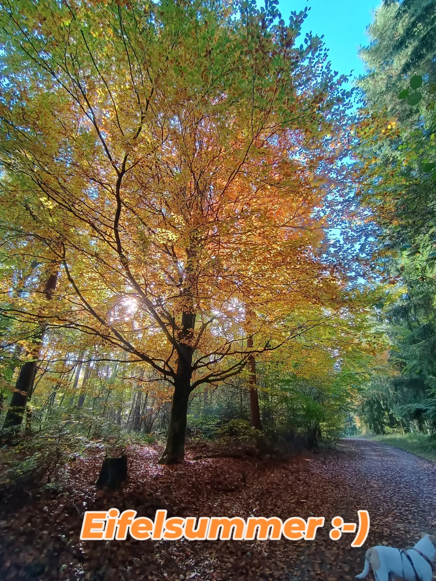 Was für eine herrliche Jahreszeit für eine #alpakawanderung bei den @obstwiesen.alpakas 🥰🍁🍃🍂🦙
#alpacalove #herbst #autumn #eifelsummer #indiansummer #eifel #badmünstereifel #holzem #stimmung #alpaka #alpaca #jahreszeiten
