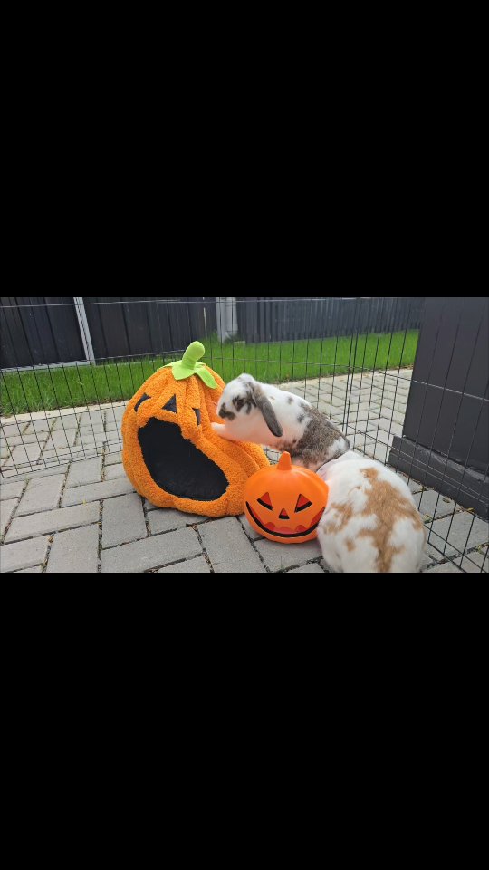 The beautiful sisterhood enjoying the spooky 👻 season, and having fun at the Bunny hotel play ground, they are just adorable
#thecoolbunnysitters #petsitting #rabbitsitting #bunnylovers #bunnysitting #bunny #petcareservices #halloweenbunny
