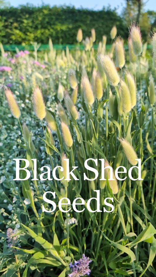 We're delighted to launch our 2025 seed collection! After all your wonderful orders last year, we've added many new and exciting varieties this year. All our seed was grown this year here at Black Shed in Dorset, so it's super fresh and raring to germinate.
As ever, no fancy packaging, just generous quantities of our favourite super productive cut flower and decorative varieties.
Happy germinating!
Available online - link in bio - or here at Black Shed
#cutflowerseed #blackshedflowers #flowersfromthefarm #seed #seeds #rareseed #britishflowers #cutflowers #flowerfarmer #flowerfarm #flowerfarming #gardening #blackshedseeds #blackshed #flowers #flowerlovers #germination #sherborne #dorset
