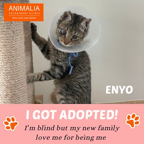 #animaliauae #uae #loveuae #cats #animals #animalwelfareinschools #communitycats #animalrescue #abudhabi #animalcare #vetclinic #veterinaryhospital #veterinaryclinic#mastersurgeon #surgery #adoptdontshop #catadoption #education #animaliapaws #animalwelfareabudhabi#animalwelfareeducation #youthprograms #sustainability #yearofcommunity #uae2025 @dofeuk @animaliauae