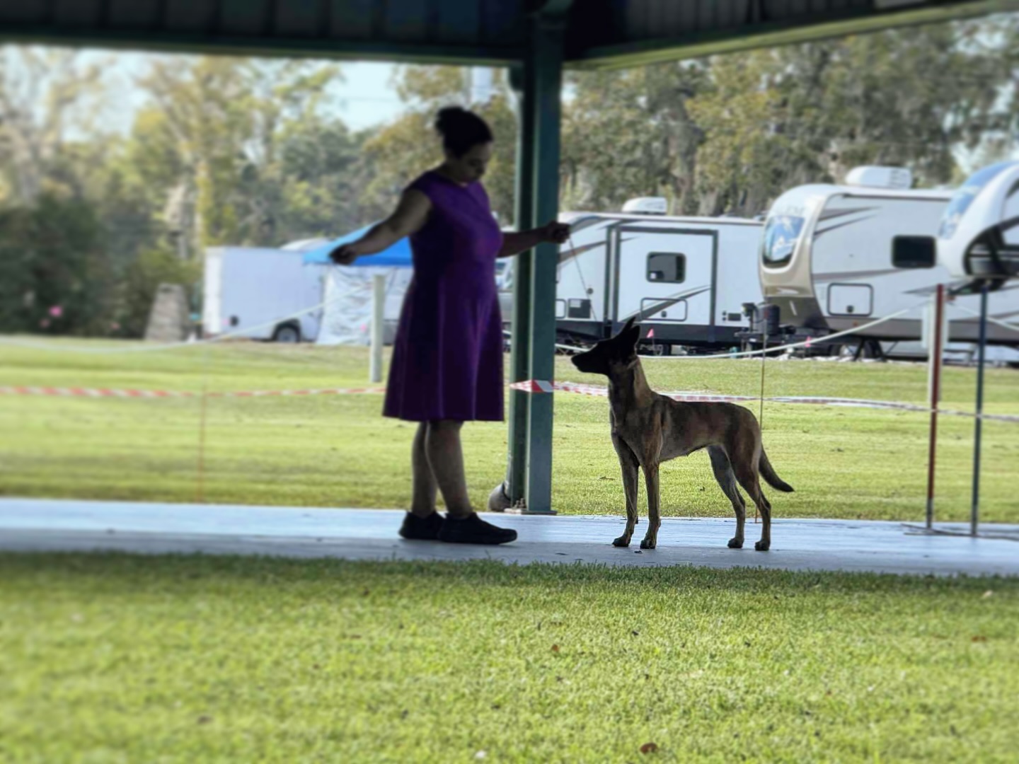 What at weekend at the 2025 UBSDA National and at the Four Seasons Belgian Regional!
Kaiju:
Received an Excellent Rating under Judge Dennette Prawdzik (Sweeps)
Received a Very Good Rating under Judge Tom Roozen (National)
Puff:
Received a Very Good Rating under Judge Rui Alves Monteiro (Regional)
Received a Very Good Rating under Judge Tom Roozen (National)
I learned so much and gained so many connections.
Thank you to both clubs for hosting such an amazing event. Congratulations to everyone!
•
•
#belgianshepherd #belgianmalinois #malinois #workingdog #sportdog #ukc #akc #iabca #showdog