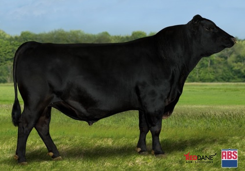 Pleased to announce the arrival of our first beef semen straws from ABS Global. Homeplace Angus straws now available for $10! Limited stocks - get in early!
#absglobal #beefgenetics #angus #angusgenetics #beefsemen #beeffarming #cattlegenetics #cattlesemen #beefzimbabwe #wearelivestock