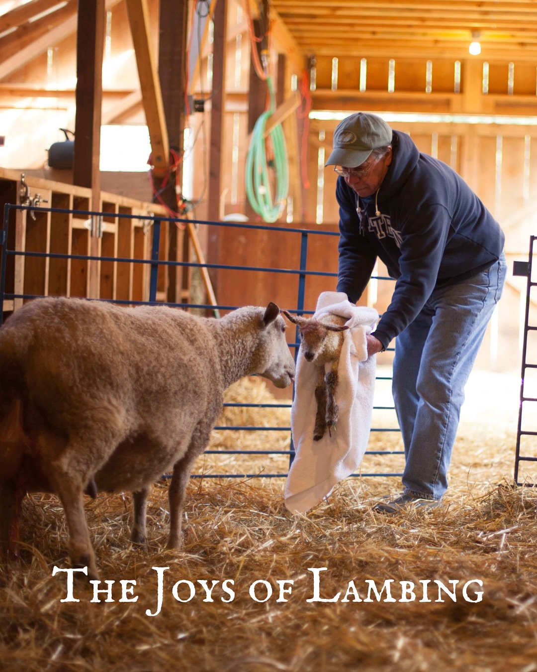 Registered Heritage Sheep 🐑 Remarkable Value
We keep our flock in balance with our land, and that means offering select animals to homes like yours. Our goal? Win-win solutions for sustainable sheep lovers.
Your Dream Flock Starts Here! ✨
🐑 Starter Flocks: Thoughtful Pairings. Beautiful Results.
🐑 Breeding Rams
🐑 Confirmed Bred Ewes
🐑 Registered Wensleydales
🐑 Registered Teeswaters
🐑 Registered Percentage Valais Blacknose
Whether you’re growing your flock or just getting started, we love helping folks find the right animals and getting them the right start. We work with you to ensure that you end up with the perfect genetic🧬 fit for your flock, to the benefit of both their future and yours. We care about your animals AND your success.
Healthy Animals. Healthy Land. Happy Sheep. Happy Farmers. 😊🐑✨
#lambing #lambingseason #breedingseason #sheepbreeders #sheep #flock #followtheflock #wensleydale #teeswater #valaisblacknose #heritagebreed #fiberflock #wool #smallfarm #farmlife #rural #backtobasics #sustainability