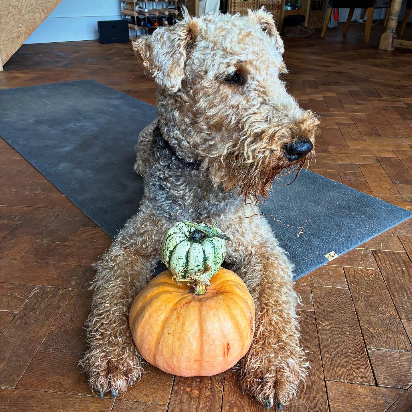 The pumpkin 2hr workshop is next Sunday
Come and join me for vinyasa, yin and mediation
10am-12 at Brixton community centre
Bring your pumpkins to practice with you, home grown or grown by someone else!
Message to book your spot
🎃
.
.
#plymflowyoga #yoga #yogapractice #flowyoga #vinyasa #vinyasaflow #yogaclass #plymstock #plymouth #yealmpton #yealmptoncommunitycentre #brixtondevon #southhams #devon #yogaworkshop #yin #meditation #sphinxpose #dogyoga #pumpkins