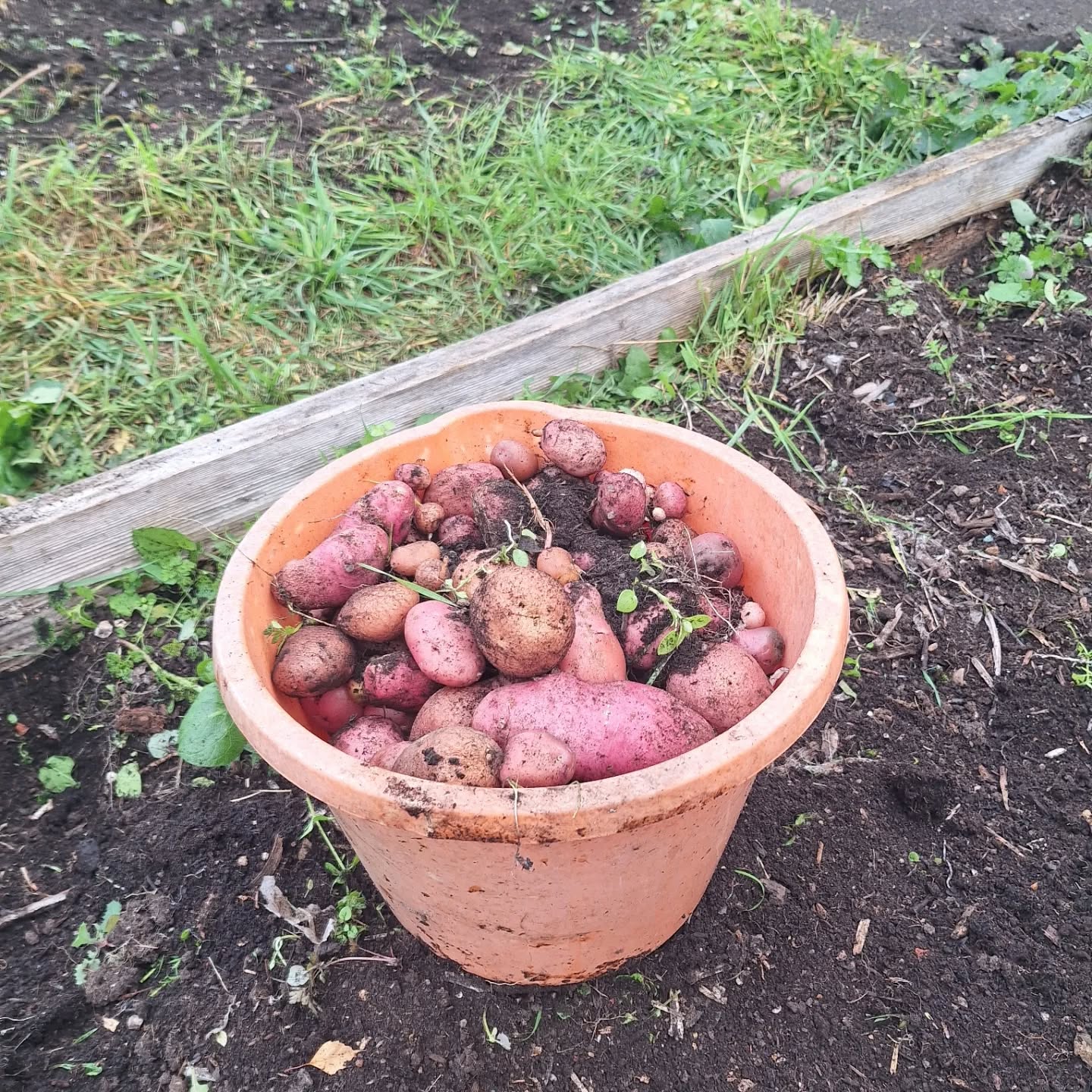 Harvest time and spiders this week.
We dug up treasure - our potato crop. It's so exciting getting your hands in the soil trying to find them.
We ended up with a massive bucket full 🤩
We shall be eating them between now and Christmas. Potato rosti is a favourite and of course some warming potato soup.
We also unearthed a fair few spiders so much discussion about squashing them or not...even if we hate them.
Lots of good teaching from our spider friends - not always the easiest to love. Such wonderful animals albeit misunderstood.
#outdoorlearning #growingfoodwithkids #spiderlove #harvesttime