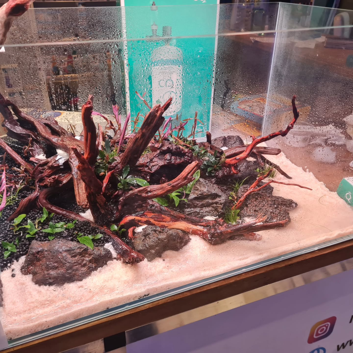 Un altro capolavoro firmato Reefaquarium 💪
Acquario e materiali by @aqpet.italia 🐠
Secondo voi… quanto misura questa vasca? 🤔
Scrivetelo in DM: a chi ci azzecca 👉 caffè pagato! ☕
#reefaquarium #aqpet #aquascaping #acquariofilia #natureaquarium #aquascape #hardscape #aquariumdesign