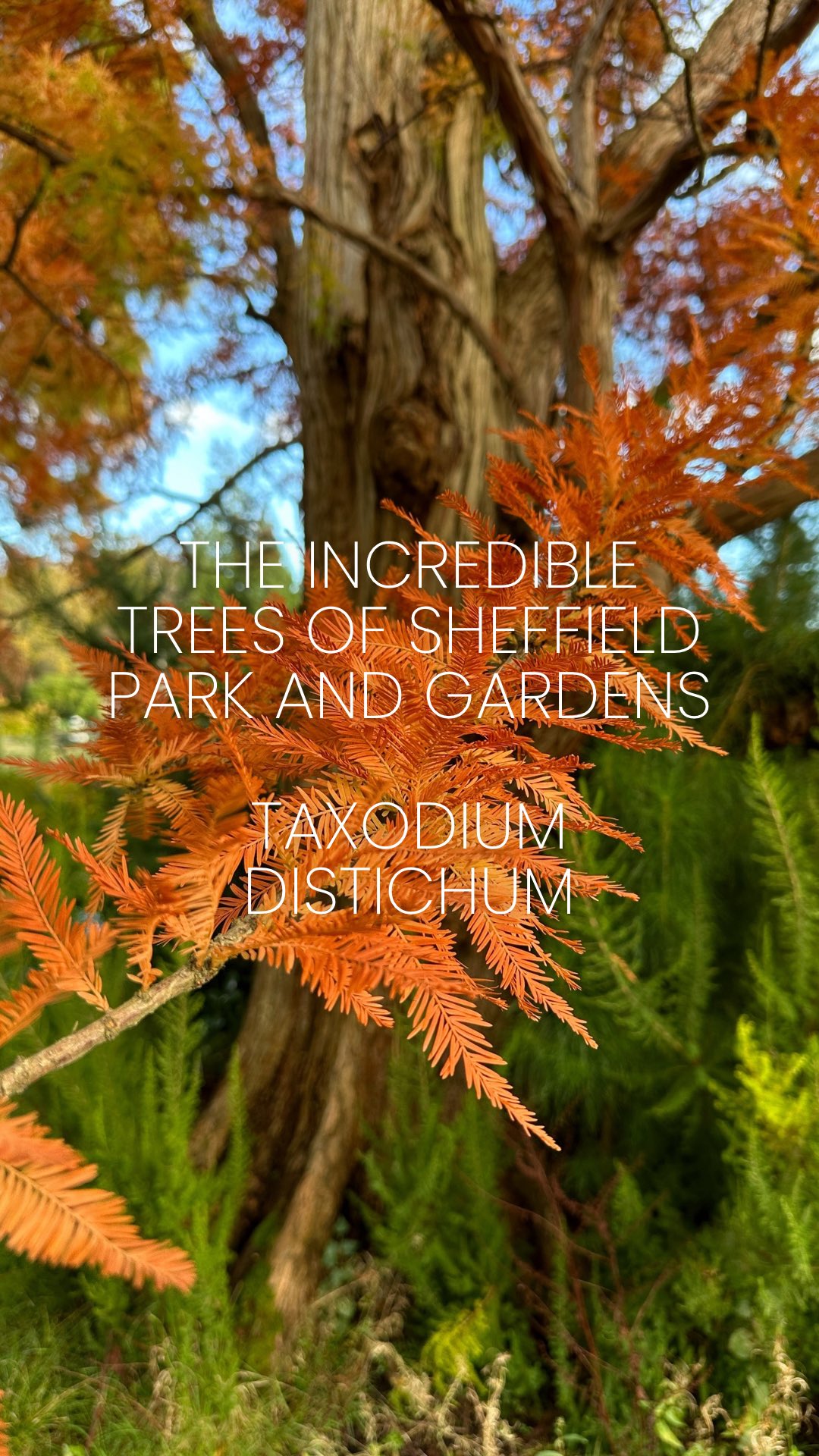 Today we’re talking about Taxodium distichum AKA Swamp Cypress or Bald Cypress. Native to the South Eastern United States this is a deciduous conifer with beautiful fresh green foliage in the spring and striking orange autumn colour.
It’s a very adaptable species- happy to live near or even in shallow water and equally happy to be In drier soils where it can actually grow larger. It grows surface roots called pneumatophores, also known as ‘knobbly knees’ which stick up above the soil which help it to survive in very wet or waterlogged conditions.
Not one for the smaller garden but if you have a larger garden this is a very adaptable tree for future climate.
Any questions about the Taxodium? Then pop them in the comments below 👇
⸻
ABOUT: Joe Perkins Design is a multi-award-winning landscape design consultancy, creating innovative outdoor spaces that celebrate the environment, wildlife, and biodiversity. Working across the UK and internationally, we partner with clients who share our passion for sustainable and visionary design. Discover more about our work at: www.joeperkinsdesign.com