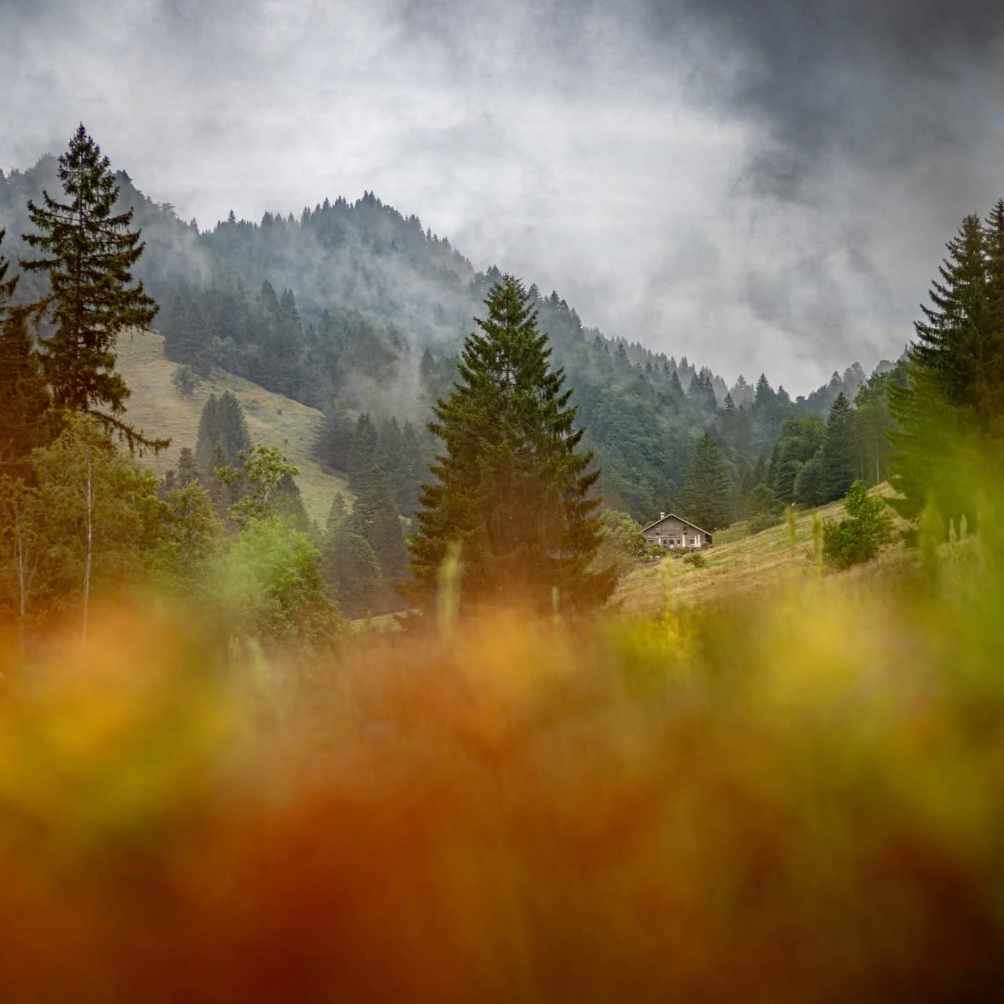 Herbstleuchten. Der Herbst legt sich gerade in voller Farbenpracht über unser Mittelbachtal. Ahorn, Buche, Birke und Co. haben sich rund um die Alpe in alle erdenkliche Gelb- und Orangetöne verfärbt und lassen nach und nach ihr Laub zu Boden fallen. 
Unsere Kinder sammeln Kastanien und Nüsse wie Eichhörnchen, spielen mit dem raschelnden Laub und freuen sich an unseren Ziegen, die einen unstillbaren Appetit auf Herbstlaub zu haben scheinen. 
Sehr besonders sind derzeit auch die Abendlicht-Stimmungen. Wenn die letzten goldenen Sonnenstrahlen auf die ohnehin in warme Farben getauchte Landschaft treffen. Bilder, die uns im Kopf bleiben für den bevorstehenden Winter. 
Dieses Wochenende soll uns die Sonne aber noch einmal verwöhnen. Vielleicht habt ja auch ihr Lust, euch nochmal auf den Weg zur herbstlichen Sonnhalde zu machen. 
Sonnige Grüße, euer Sonnhalde-Team
#alpesonnhalde #oberallgäu #allgäu #oberstaufen #alpwirtschaft #almwirtschaft