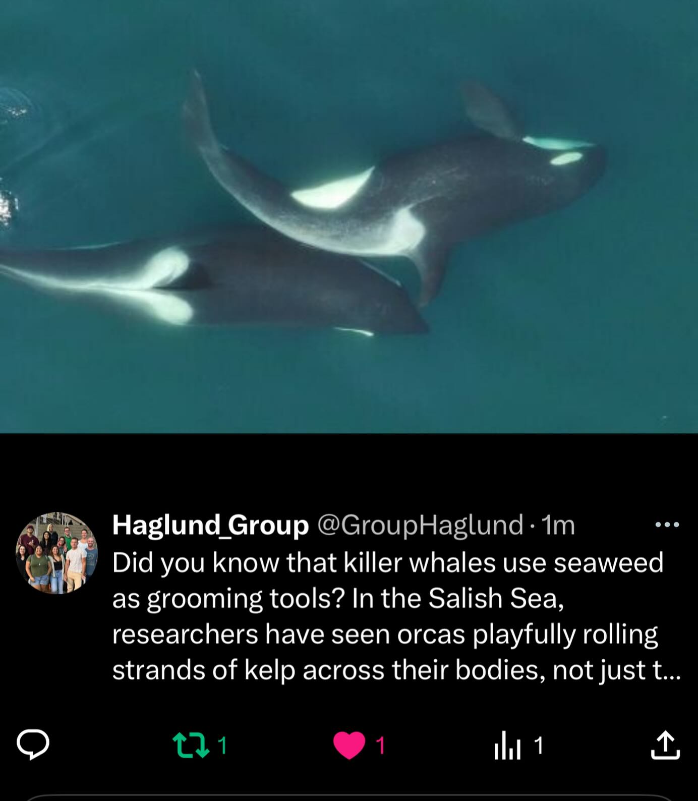 Did you know that killer whales use seaweed as grooming tools? In the Salish Sea, researchers have seen orcas playfully rolling strands of kelp across their bodies—not just to clean their skin, but also to reinforce social bonds within the pod.
Reference: https://www.cell.com/current-biology/fulltext/S0960-9822(25)00450-6
#funfacts #funfactfriday #funfact #scientificfacts #hawaii #universityofhawaiiatmanoa #uhm #universityofhawaiia #uh #science #researchgroup #haglundgroup #drhaglund