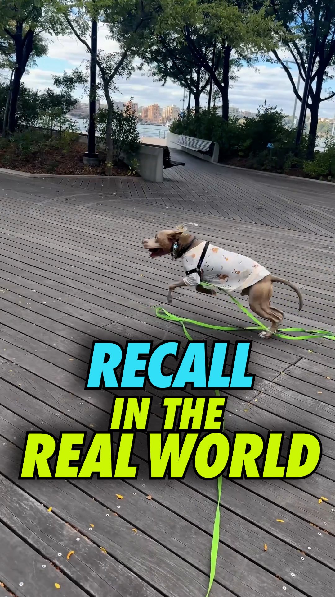 Share this with someone who’s scared to let their dog off leash.
For training in NY or LA- Hit the DMs or link in bio👆Training explination👇
🐶 The E- Collar is an invisible leash NOT A SLEDGE HAMMER. 50% of the E- collar training I do is to fix the improper way it was taught- A punishment tool used to zap dogs who don’t listen. This is a set up for disaster & the primary reason it’s misused & misunderstood. NO RESPONSIBLE TRAINER DOES THIS CRAP.
🐶 When taught properly, here’s how it goes- First I put it on their owners neck so they can feel what their dog will feel which makes them comfortable. We teach dogs commands on leash so they understand how to “DIFFER TO LEASH PRESSURE”. This means pressure is added when we say the command & removed when they do it. You all do this already. Same as taking a kids hand who’s running through a toy store parking lot. We grab their hand & say “Don’t run, walk nicely please”.
When they chill out, we release & give the reward (going into the store). THIS TEACHES DOGS THEY HAVE THE POWER TO TURN PRESSURE OFF by following our commands. Nothing is vague or confusing here.
🐶 Next we repeat this process, replacing the pressure of the leash W/ the vibration of the E- collar.
🐶 In the beginning there is no stim- only vibration. This is to ensure the dog is 100% clear where it’s coming from (their handler) what it means (the command) & how to turn it off (following instruction). Way different than a ZAP coming from nowhere.
🐶 When they are 100% clear on this via LOTS OF PRACTICE, we add the stim, starting on the lowest level possible & increasing it as we encounter competing motivators that they ignore us for. This process teaches them consiquences in a fair way they understand. As a result we rarely even have to use the collar. Instead it serves as an insurance policy allowing dogs all the freedom in the world with the security & peace of mind that they will always come back the second we call or follow through on what we are asking, the same way we could W/ the leash. Hence- an invisable leash. I teach this to hundreds of dogs who’s owners, once terrified of it, now 💙 it.
#dogs #dogtraining #dogmom #dogdad #doggo