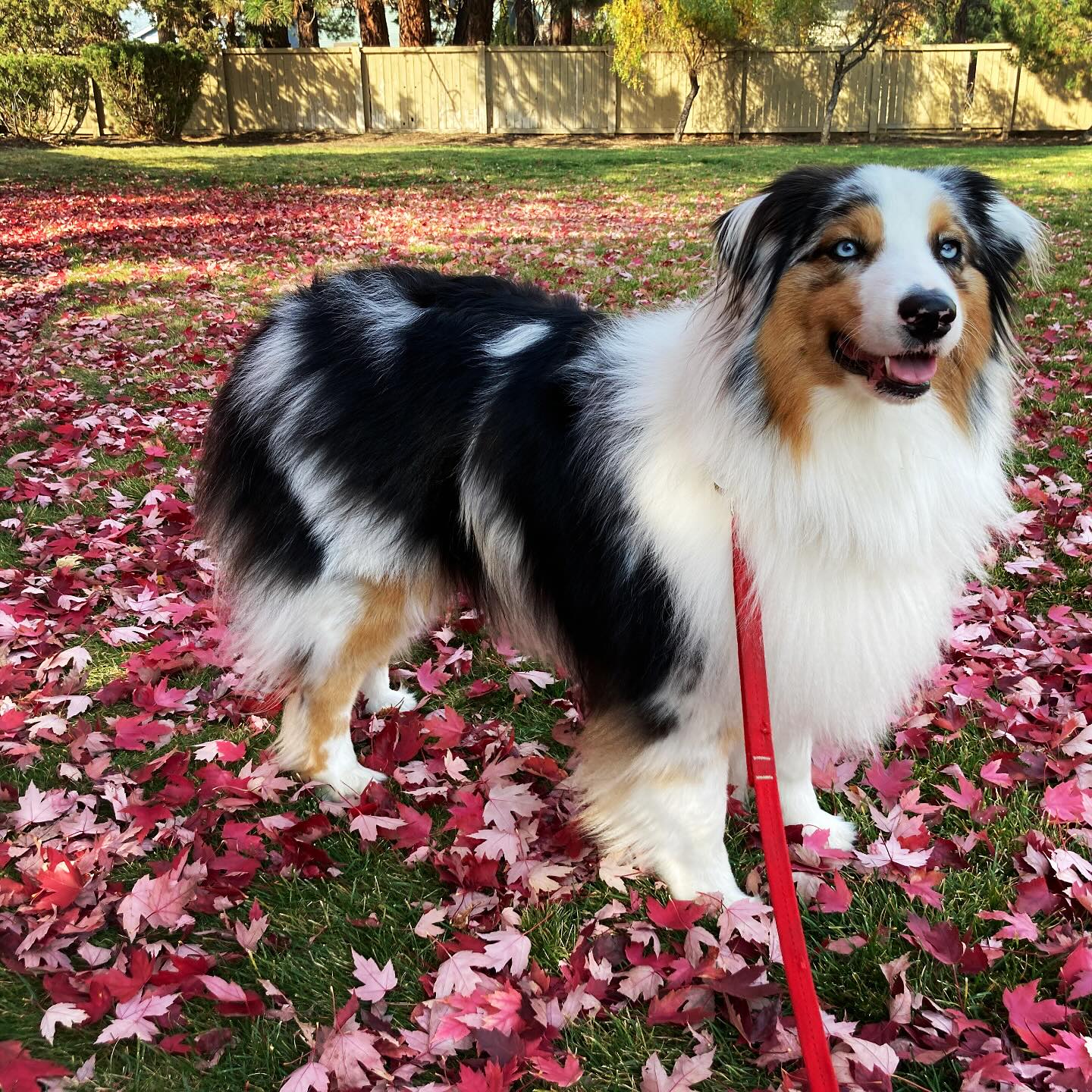 Enjoy the fall colors! #bendpets #fallcolors #dogsofinstagram #aussiesofinstagram #orfallfoliage #dogpacco