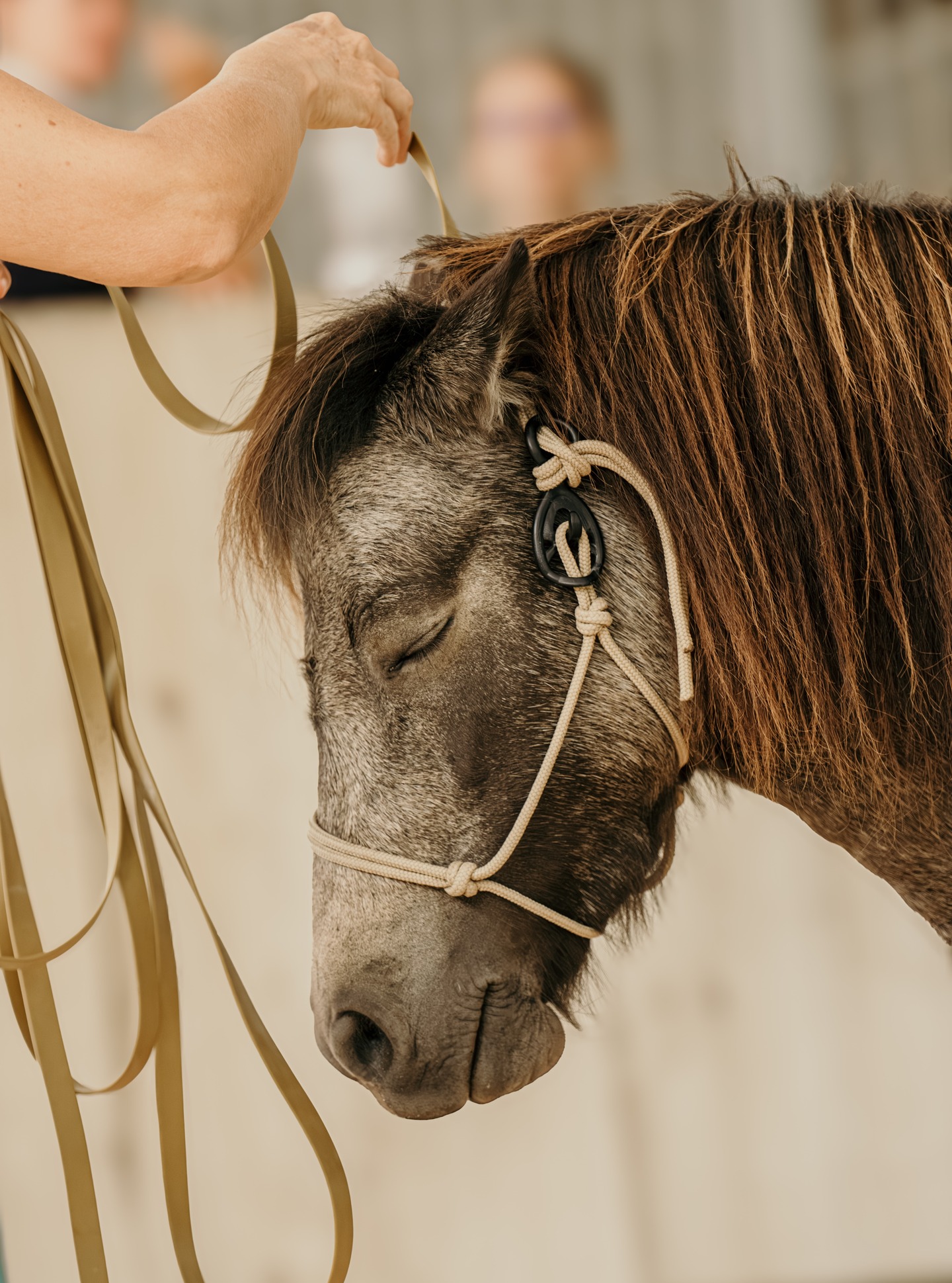 Il y a des instants de connexion si purs qu’aucune mise en scène ne pourrait les recréer.
Ce cheval, dans le calme absolu, incarne toute la confiance et la douceur que j’aime capturer à travers mon objectif. ✨
Photographier le lien entre l’humain et l’animal, c’est figer un moment de respect mutuel, de respiration commune.
Et c’est souvent dans ces silences-là que tout se joue.