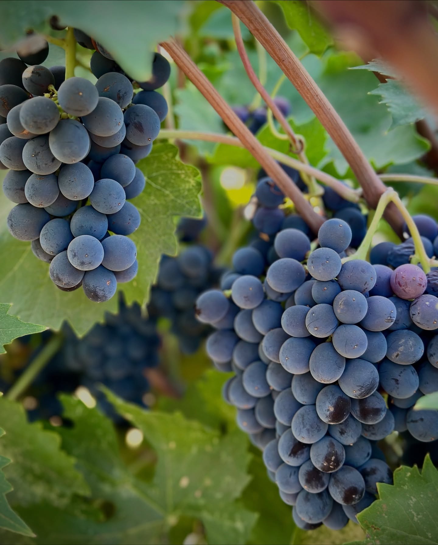 Happening this weekend 👉🏼 Exclusive tasting for Wine Club Members 👉🏼 PRIMITIVO our Italian Zinfandel 🍇🍷 Pop in as we pop open bottles of our newest release. Available EARLY for our Members this weekend only!
Tasting Room open Saturday & Sunday 12-5pm. Enjoy the beautiful weather this weekend in our backyard!
🎷Live Music on Sunday 1-4pm with @ashleyjsax
#primitivowine #wineclub #lodiwine #visitlodi #weekendgateaway #winerelease #durstwinery