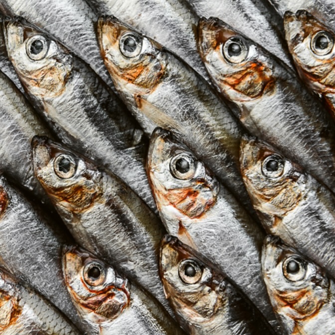 There’s nothing quite like the taste of truly fresh sardines! Straight out of the sea and onto your plate, they’re little powerhouses of flavour and goodness.
And while they may taste of summer, they’re in season right now!
Chefs, you know they are perfect simply grilled, pan-fried with a dash of olive oil and a squeeze of lemon, or even marinated and barbecued.
They’re a brilliant base for your creativity.
Get some fresh Sardines on your order – you know you won’t regret it! 🐟🍋
#FreshFish #Sardines #SeafoodLover #MyFishCompany #seafood lover