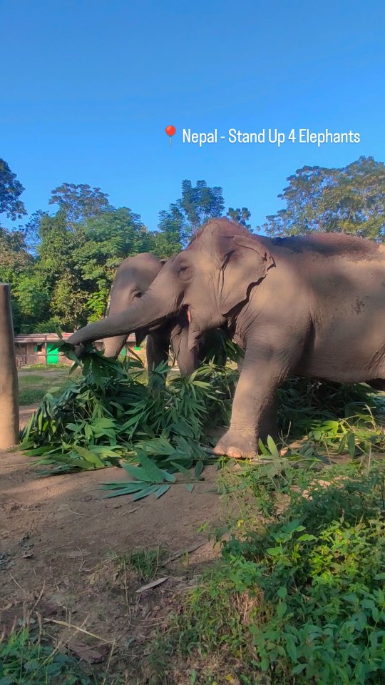 🇬🇧 A diverse and natural diet 🌿 is essential for elephants in captivity 🐘. In the wild, they spend most of their day foraging on a variety of plants, bark, roots, and grasses 🌾. At Stand Up 4 Elephants, we make sure that Eva and Lhamo enjoy the same diversity — like in this video, where they feast on fresh bamboo 🎋, one of their favorites!
A balanced, fibrous diet keeps elephants healthy and happy 💚
🇫🇷 Une alimentation variée et naturelle 🌿 est essentielle pour les éléphants en captivité 🐘. Dans la nature, ils passent la majeure partie de leur temps à chercher une grande diversité de plantes, d’écorces, de racines et d’herbes 🌾. À Stand Up 4 Elephants, nous veillons à ce qu’Eva et Lhamo profitent de la même diversité — comme dans cette vidéo où elles se régalent de bambou frais 🎋, l’un de leurs mets préférés !
Une alimentation équilibrée et riche en fibres les maintient en bonne santé et épanouies 💚
#standup4elephants #elephantsanctuary #nepal #elephantconservation #asianelephant #ethicaltourism #conservation #loveelephants #makeadifference #su4e