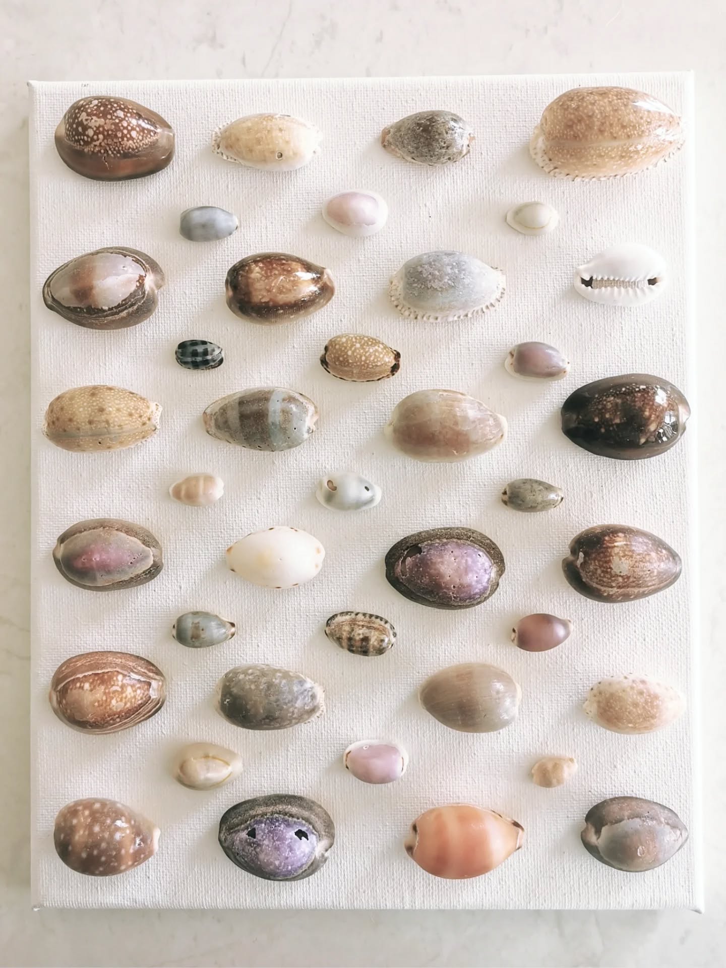 Not every cowrie shines the same way and that’s the beauty.
Each one comes from the same ocean but lives a completely different life, different shapes, colours, habitats and patterns, each adapted to its own rhythm and environment.
Just because it’s a cowrie doesn’t mean it needs to fit into the crowd.
Here’s a closer look at a few standouts 〰️
🤎 The Tiger Cowrie
Found in coral and rocky reefs, this shell prefers the shelter of crevices during the day, venturing out at night to graze. Its deep brown and golden markings resemble a jungle cat, a mirror of grounded confidence and self protection. Strength doesn’t need to roar, know your environment and honour what keeps you safe.
🧡 The Carnelian Cowrie
Favours warm tropical shallows and sandy coral flats. The shell glows peach to orange, often half buried in sand by day, moving freely under starlight. It carries the essence of creativity and quiet power, a reminder that energy doesn’t need to dominate, it can glow gently until the right moment to spark new beginnings.
💛 The Deer Cowrie
Elongated with soft tan tones and white spots, it blends beautifully with coral rubble and seagrass. Thriving where the sea is always shifting, it learns to adapt to the waves, reflecting adaptability and grace in motion. Gentleness and strength can coexist, survival often looks like soft resilience meeting change with steady poise.
💜 The Purple Snakehead Cowrie
Its violet and brown tones form a pattern of secrecy and mystique. Fiercely territorial, it defends its chosen space with quiet certainty. This cowrie embodies transformation and inner vision, reminding us that growth often happens quietly and unseen. Real insight is born in the depths, not the spotlight.
Each cowrie tells a different story about adaptation and identity. They’re proof that being “the same kind of thing” doesn’t mean being the same.