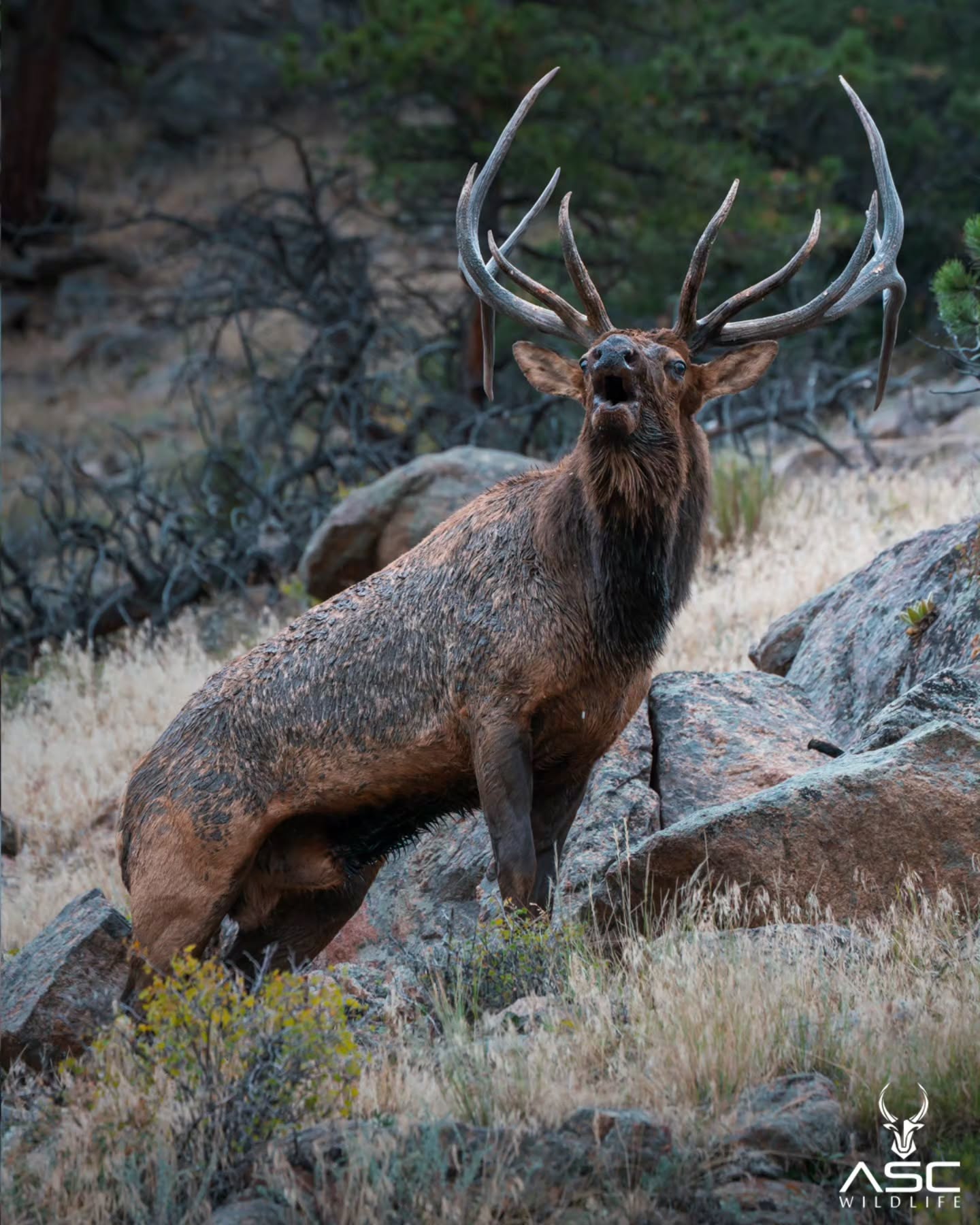 Bull Elk (aka KJ) letting out his call on a mountain side. Love this pose! He is such a great bull. Hope he's around for many more years!
Taken in Rocky Mountain National Park 2025
Photography by @ascwildlife
.
.
.
#wildlifephotography #elk #rockymountains #rmnp #bullelk