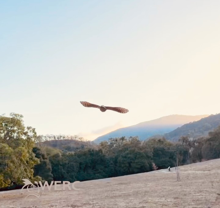 Release of a Poorwill! WERC recently received a patient originally called in as an injured burrowing owl. Upon arrival, it was found to be a Common Poorwill– a species often confused for an owl (see slide 3 for a comparison). Poorwills are a unique species for a variety of reasons, including that they are mostly ground dwelling birds during the day and can enter a torpid state in cooler weather. This “torpid state” is characterized by sluggishness, lethargy, and a lowered metabolic rate. Between mostly living on the ground and having the ability to enter a state of torpor, these birds can easily be picked up by well-intentioned humans believing something is wrong with them. Luckily, this patient had no abnormal findings and was quickly released to where it was found. #freedomfriday #wercmh