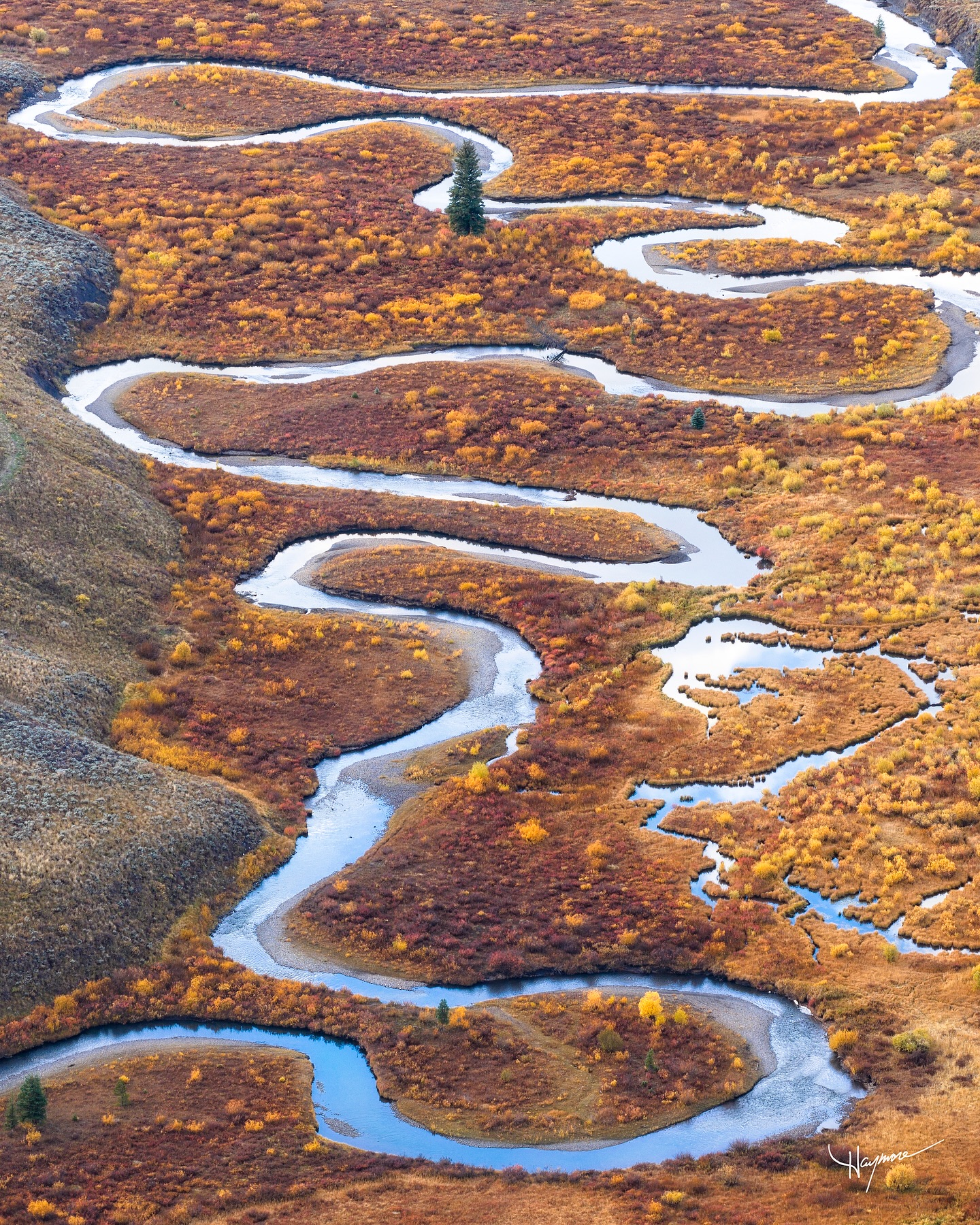 This lone pine landed some prime real-estate if I might say so myself. No neighbors, no crowds, and access to river front property.