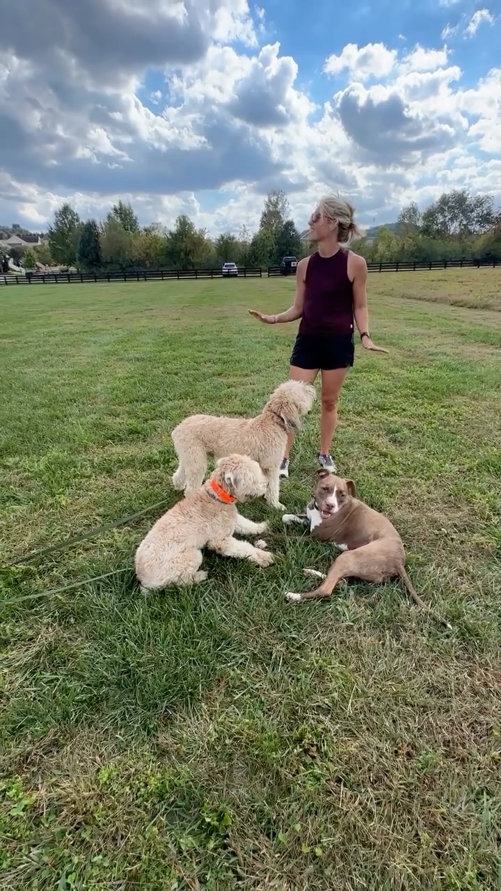 Rewriting Internal Narratives is like 90% of my job. Creating those precious prediction errors for clients that allow them to build trust, see change, and commit to a duplicate or program for life is so so rewarding.
All these dogs know a couple things for sure: there are now things we know we cannot do, no matter what. Sometimes my nervous system lies to me. Sometimes I am wrong. It’s okay, but if I commit to my wrong decision even after “No” - it’s gonna suck.
And then we take a reconciliation break for 3-5 mins and go right back into it again. It just works. Five lessons is usually all it takes to rehab all behavioral issues and also off leash train the dog.
Why do I use the long leash and the ecollar first? I don’t want to have to do this forever. One conversation. Next time we will work in closer proximity to dogs on a regular leash and prong, but I have a feeling it’ll be going away within the next four weeks before we can meet again. Happens all the time.
Freedom & Play
Freedom & Play
Freedom & Play
Punishment Event
Reconciliation
Exposure
Structure
PREDICTABILITY