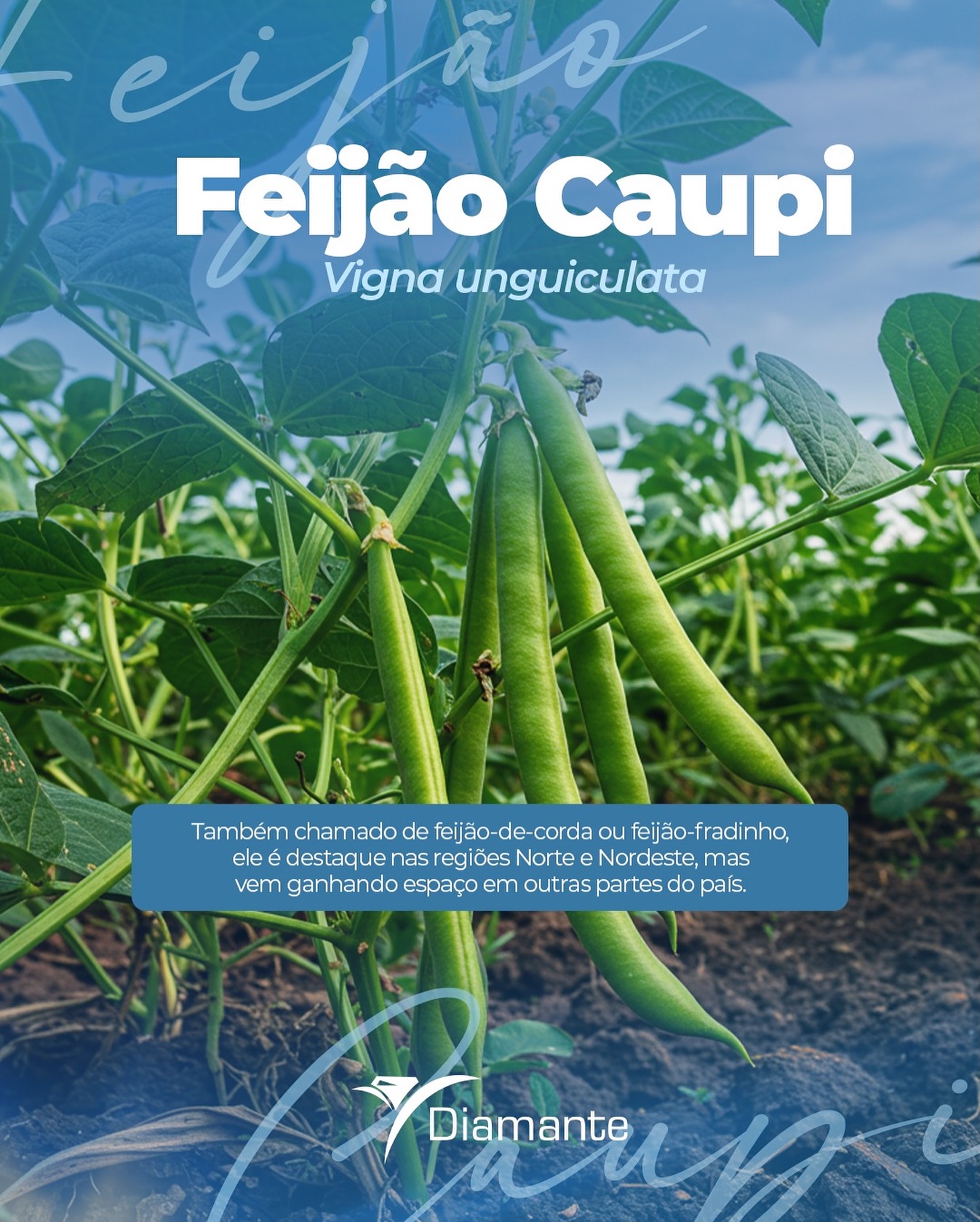 Também conhecido como feijão-de-corda ou
feijão-fradinho, o Feijão Caupi é um dos grandes
destaques da agricultura nas regiões Norte e
Nordeste, conquistando cada vez mais espaço em
outras partes do país.
Sua adaptabilidade e valor fazem dele uma
cultura estratégica para o produtor nutricional e
essencial para a segurança alimentar.
🌾Um grão que carrega tradição, sabor e
potencial de mercado.