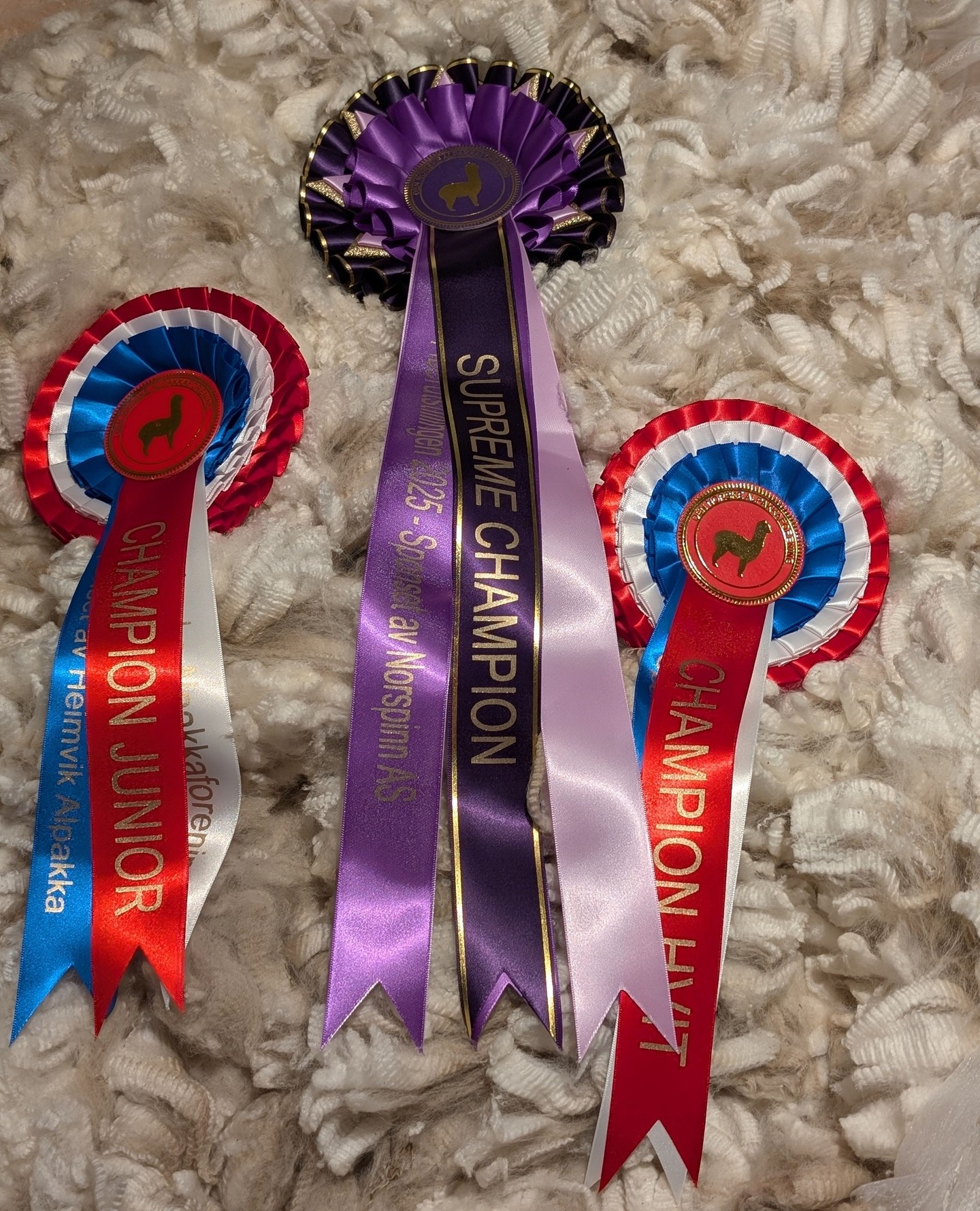 ✨ Helgens fiberutstilling på Lindesnes Havhotell ✨
For en helg! 😍 Den Norske Alpakkaforening arrangerte en fantastisk fiberutstilling på flotte Lindesnes Havhotell, med dommer Madeleine Fortmann fra Tyskland. Over 100 alpakkafeller ble nøye vurdert – og vi er strålende fornøyde med resultatene! 🏆
Når ikke bare avkommene viser gode kvaliteter, men også hingsten deres stikker av med seieren i avlsklassen for lys hingst, da er det lov å være ekstra stolt! 💫
På en fiberutstilling får hver fell poeng for ulike egenskaper dommeren vurderer – etter et fast skjema.
Det er selvfølgelig stort å vinne Supreme Champion, Champions og Reserve Champion, men det viktigste med en fiberutstilling er kanskje likevel læringen.
Det gir oss som oppdrettere et unikt verktøy til å se hvor dyrene våre utmerker seg, hvor de kan forbedres, og ikke minst – hvor mye egen innsats med skirting og forberedelse påvirker resultatet. Å sammenligne seg med andre gir nyttig innsikt for videre avl og utvikling.
En stor takk til Den Norske Alpakkaforening for et sømløst og hyggelig arrangement – og til Madeleine Fortmann for tydelige vurderinger og konstruktive kommentarer til hver enkelt fell. 🙏✨
English:
✨ What a weekend at Lindesnes Havhotell! ✨
An amazing Alpaca Fiber Show hosted by the Norwegian Alpaca Association, with judge Madeleine Fortmann from Germany. Over 100 beautiful fleeces were evaluated — and we’re beyond happy with the results! 🏆
When the offspring show great quality and their sire wins Light Male Breeding Class, that’s something to celebrate! 💫
Fiber shows are not just about ribbons — they’re about learning. Seeing where our animals excel, where we can improve, and how our own preparation makes a difference. 🧶
A huge thank you to The Norwegian Alpaca Association for an excellent event, and to Madeleine Fortmann for her clear and constructive feedback on every fleece. 🙏✨
