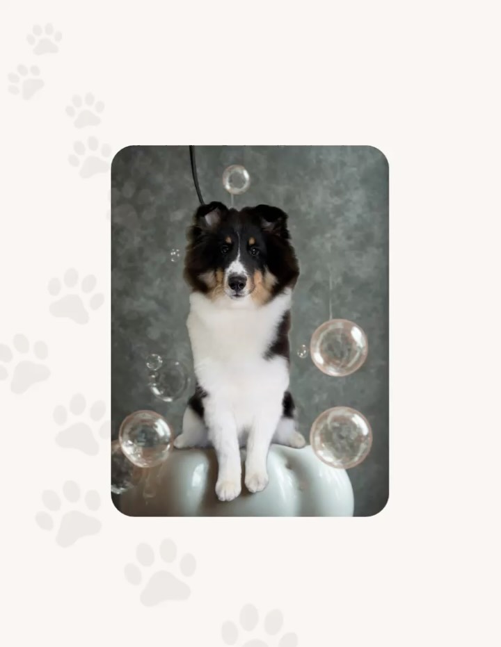 ✨ The Bath & Fluff is our quick refresh — ideal between full grooms, after beach days, or for short-coated dogs. At this time we are rolling out this new service on select days. Please text or complete a new client form online to schedule today! Your pup will leave squeaky clean, soft, and ready for snuggles 🥰
#sandiegodoggrooming #expresswash #fearfree #luxarydoggrooming #oneonone