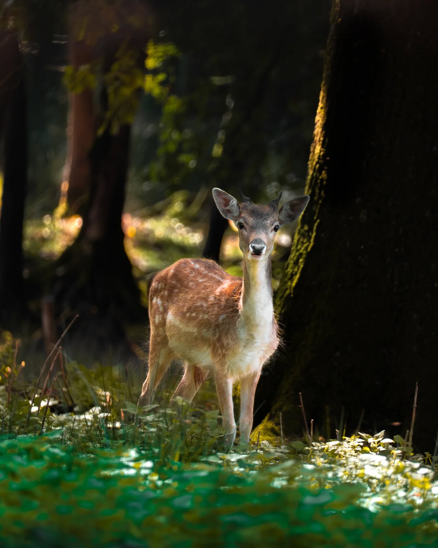 🇫🇷 | Quand la douceur rencontre la beauté de la nature... Quand tu captures un regard. Quand la forêt devient magique, par la simple présence d'un animal. Quand tu t'amuses autant à capturer le moment qu'à travailler les clichés. Quand tu commences à réellement aimer le style de photos que tu fais. ✨
🇬🇧 | When gentleness meets the beauty of nature... When you catch a glimpse. When the forest becomes magical, simply by the presence of an animal. When you have as much fun capturing the moment as you do working on the shots. When you start to really love the style of photography you do. ✨
#nature #naturephotography #wildlifephotographer #wildanimals #wildlifephotography #wildlife #daims #deer #forest #foret #animaux #animals #wild #magic #photograph #photo #instaphoto #photography #photographer #girlphotographer #sony #sonyalpha @sonyalpha