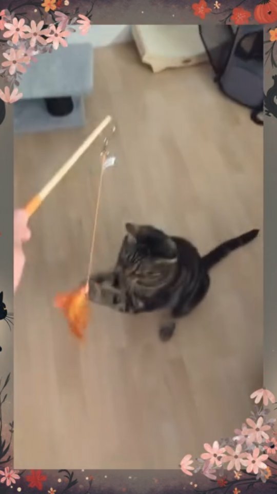 Les chats aussi ont droit à leur dose de sport !🌸
La canne à chat de La Zouzoulerie, c’est du sport, du jeu et un peu de grâce féline (parfois). 😺
Merci pour vos retours Les chats aussi ont droit à leur dose de sport !🌸
La canne à chat de La Zouzoulerie, c’est du sport, du jeu et un peu de grâce féline (parfois). 😺
Merci pour vos retours ! 🫶
#ChatHeureux #CanneAChat #FaitMain #lazouzoulerie #cat #catlovers