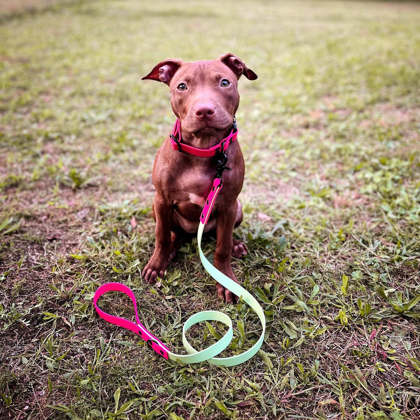 Roxy and her 4 months of cuteness. 🥰 I made this set for her when she came home. The collar is completely adjustable and will fit her when she’s a bit older too ☺️
#dogtoy #DogLovers #BiothaneCollars #DogLeashes, #PetAccessories #DurableDogGear #AdventureDogs #WaterproofDogGear #CustomDogCollars #OutdoorDogs #DogGear #PetLovers #BiothaneLeashes #activepets #dog @paracord.eu #dogsofinstagram #biothane #doglife #dogcollar