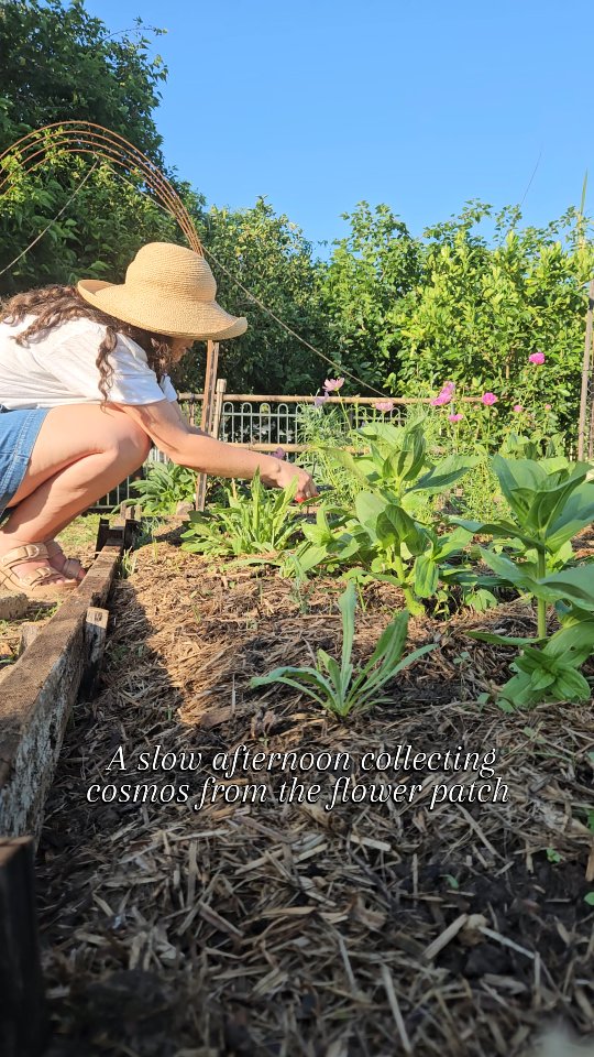 There is something so peaceful about being in the plot in the afternoon, with the soft light, just me and the flowers. 🌸 🐝
Flowering growing in the northern rivers is a beautiful experience and one I am thankful for each time I walk into the garden. 🌻