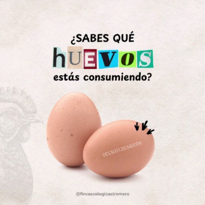 🥚✨ ¿Sabes qué significan los números impresos en los huevos que compras?
Esos numeritos nos cuentan de dónde vienen los huevos y cómo han vivido las gallinas 🐔💚
Te explicamos cómo leerlos 👇
El primer dígito indica el tipo de cría:
🌿 0 – Ecológicos: gallinas felices, criadas al aire libre y con alimentación ecológica (¡como los nuestros!) 🌞
🏞️ 1 – Camperas: viven en corral y salen al exterior.
🏠 2 – De suelo: viven dentro, sin acceso al exterior.
🚫 3 – De jaula: pasan su vida encerradas, sin apenas moverse.
Después vienen:
🇪🇸 Las dos letras del país (por ejemplo, ES = España).
📍 Dos números de la provincia (ej. 30 = Murcia).
🏘️ Código del municipio (por ejemplo, 012 = Bullas).
🐣 Y por último, el número de la granja donde se han criado.
Así que ya sabes: la próxima vez que cojas una caja de huevos, ¡échale un vistazo al código!
Conocer su origen nos ayuda a elegir mejor, cuidar el bienestar animal y consumir con conciencia 💚
Guárdalo y compártelo con tu familia y amigos 🐔✨
#CódigoHuevos #HuevosEcológicos #BienestarAnimal #consumoconsciente