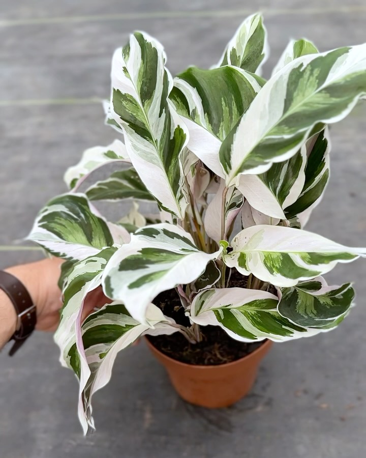 CALATHEA FUSION WHITE! 💚🤍✨
Com folhas variegadas em tons de verde e branco, essa Calathea encanta pela delicadeza e elegância. Mas toda essa beleza vem com um toque de sensibilidade: as partes brancas das folhas não têm clorofila, por isso ela precisa de cuidados especiais.
Ela precisa de luz indireta, umidade alta e água sem cloro. Regue de leve, duas vezes por semana, e evite sol direto.
Com esse cuidado, ela fica perfeita o ano todo! 💎
E você, já tem uma dessa por aí?
Conta pra gente nos comentários! 👇
#plantasverdes #calathea #calatheaexotica #urbanjungle #plantasverdes #calatheafusionwhite #fusionwhite #variegatedplants #paisagismo #plantasparacasa #calatheariscada #plantascalatheas #marantas #maranta #fusionwhite #calathealovers