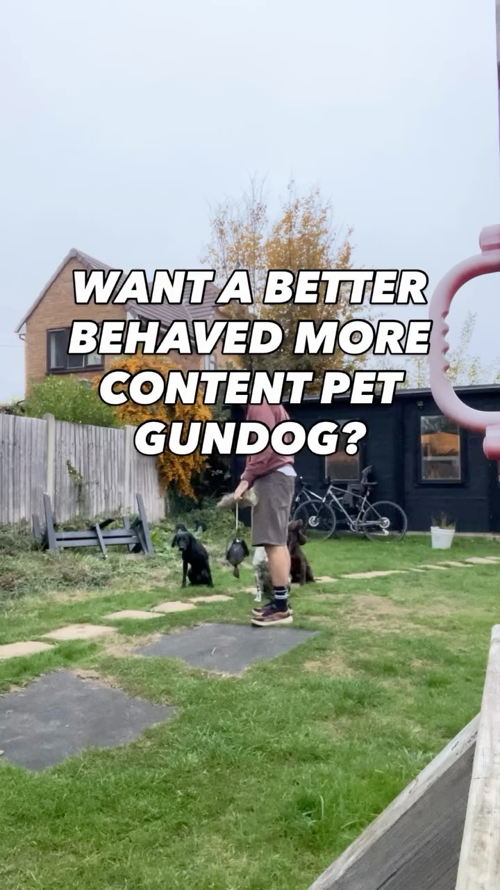 Struggling with a over energetic and misbehaving pet Gundog?
You need to start treating them like a Gundog
Working dogs want to work it’s in their DNA
If you don’t give them a job they will find their own which is often something you don’t want them to be doing
Even if you aren’t actually going to work them on shoots you can still get them to do Gundog things everyday
On their walks you should be getting them to have free time sniffing but also give them a job, it should have some Gundog structure
✅ dummy retrieves
✅ ball retrieves
✅ hiding balls, dummy’s, treats getting them to sniff them out
Doing these things daily will help really satisfy your pet Gundog
It will improve their behaviour, their obedience and make them a better pet
Do you need help training or walking your pet Gundog?
Pop us a dm and let’s have a chat about how we can help
#chalfontstpeter #chalfontstgiles #gerrardscross #dogwalking #dogwalker🚶🏻♂️🦮💨 #seergreen #beaconsfield #dogtrainer #dogtraining