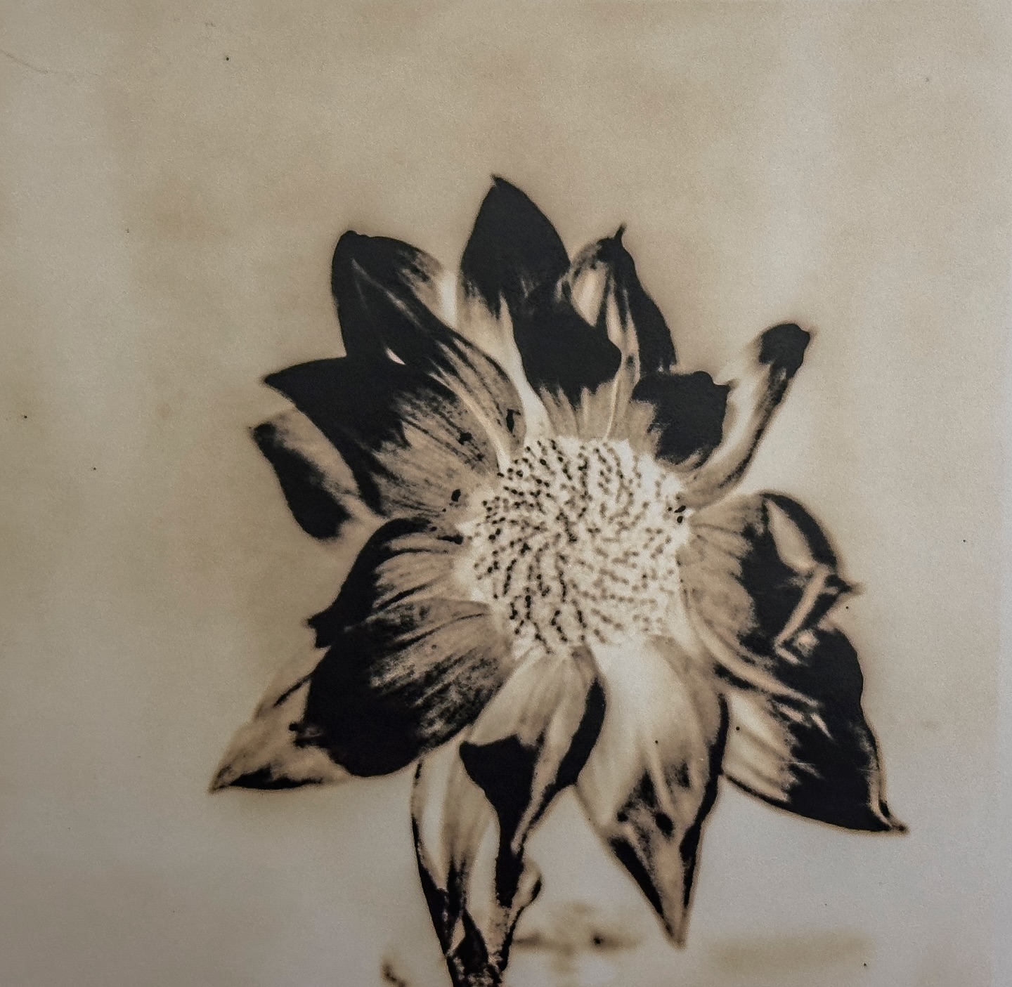 Pushing this fogged Veribrom in Lith developer as paper negative - very happy with the results. Again much overexposing 1 minute with 2x150 WattSecond modelling lamps and 2x 60 flashes of 400WattSeconds
#veribrom #lith #quarterplate Lancaster camera from 1880 Chemistry #moerscheasylith #moersch 1+1+20 with a dash of old brown.