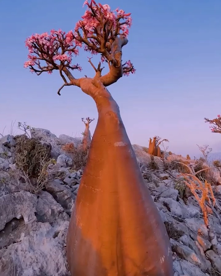 Diretamente da Ilha de Socotra, um verdadeiro tesouro da natureza! 🌺
A Rosa do Deserto é uma planta que parece ter saído de outro mundo... e de certa forma, saiu mesmo. 🌍
Originária de regiões áridas da África e da Ilha de Socotra, no Iêmen, ela sobrevive em condições extremas, guardando água em seu caudex, aquele tronco robusto e escultural que a torna inconfundível.
Seu formato retorcido, flores vibrantes e resistência incrível são resultado de pura adaptação da natureza, uma obra de arte viva esculpida pelo tempo e pelo deserto.
Sabia de onde as Rosas do Desertos vieram?
Conta pra gente nos comentários 👇
#rosadodeserto #adeniumobesum #desertrose #socotra #ilhadesocotra #naturezarara #colecionadoresdeplantas #caudex #plantasdodeserto #exótica #floresexóticas #floresdomundo #plants #paisagismo #adenium #adeniumlovers🇵🇦