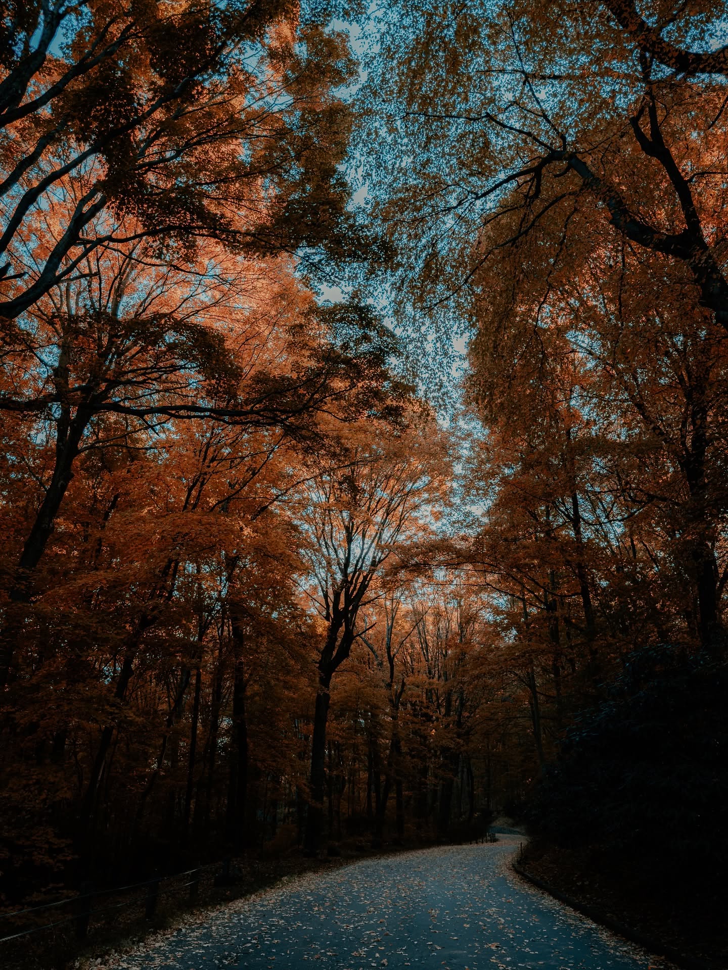 Autumn teaches us how beautiful letting go can be. 🍁🍂
___
#moodygrams #cinematictones #autumnvibes #fallmood #visualstorytelling #roadlesstraveled #wanderlust #lensculture #thegreatoutdoors #depthsofearth #exploretocreate #shotonsony #earthvisuals #darktones #visualpoetry #goldenhourmood