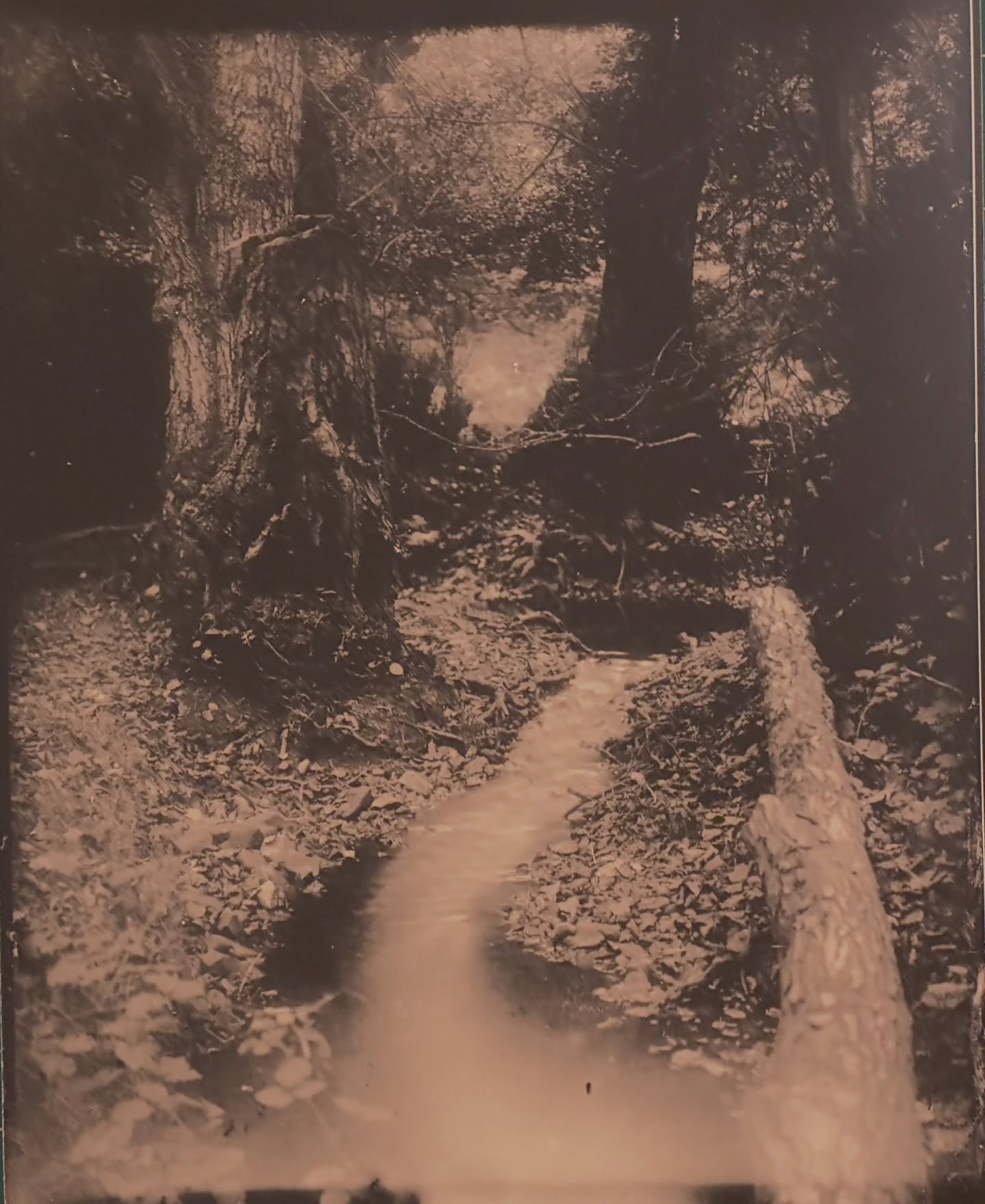 What a result! An online purchase of a box of expired photo paper is always risky. This box of #kodak #veribrom hadn’t aged well and I could only get a very muddy print from it with ordinary developer and most any variation I tried - I had given up on it but thanks to a prompt from @petesotherworldtoday I tried again and after some more experimenting tried the paper with Moresch Easylith 1+1+20 having vastly overexposed the thin negative at full aperture on the enlarger for 4 minutes. And got this wonderful result after 10 minutes - so pleased - and relieved that the box of 100 10x8 sheets will be useful! Image is from the #quantockhills -Hodders Combe on a glass silver emulsion - self poured negative - full plate size in a 1910 Thornton Pickard #largeformat #antiquecamera