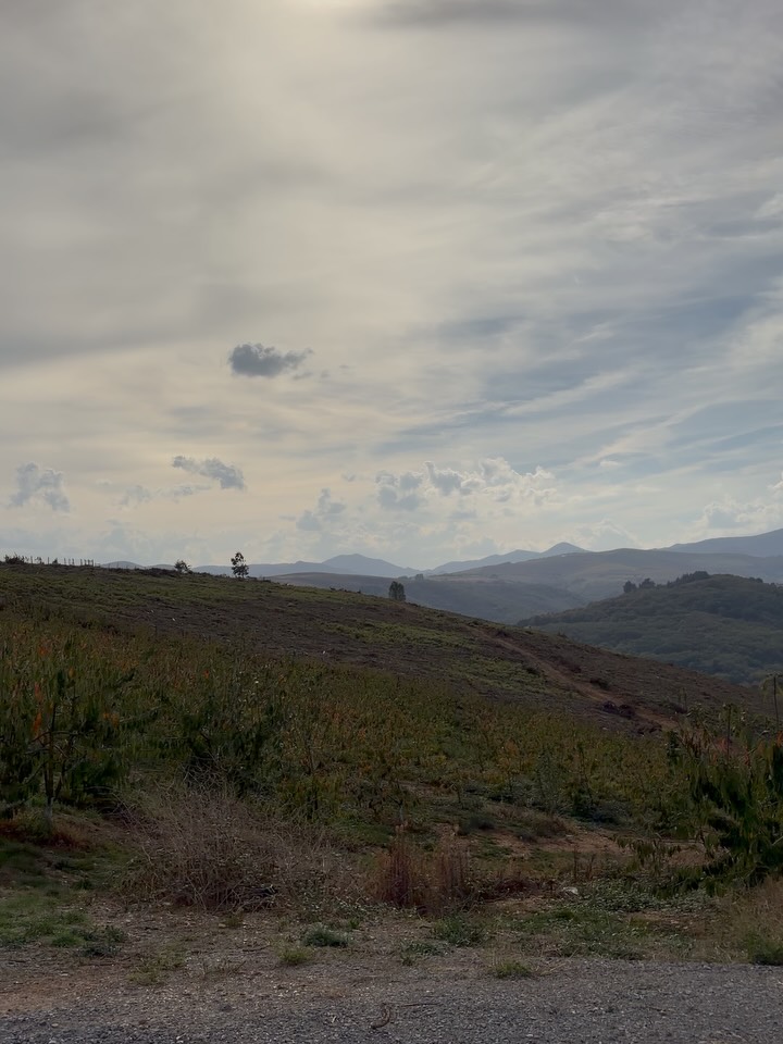 Esta semana, hemos tenido la visita de nuestro técnico de cabecera con su Kumaseta reivindicativa del Suroccidente…avanzamos hacia el letargo de invierno con buenos consejos para encarar la campaña de 2026 a tope!!💪🏻💪🏻💪🏻 #allande #cerezos #cerezas #suroccidenteasturiano #cangasdelnarcea #agricultura #turismodeasturias #asturiasparaísonatural