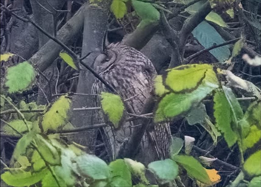 Never easy to spot these owls 🦉 but great to spot a long eared and a tawny… #owls #birdsofinstagram #wildbirds #naturephotography #yorkshirecoast