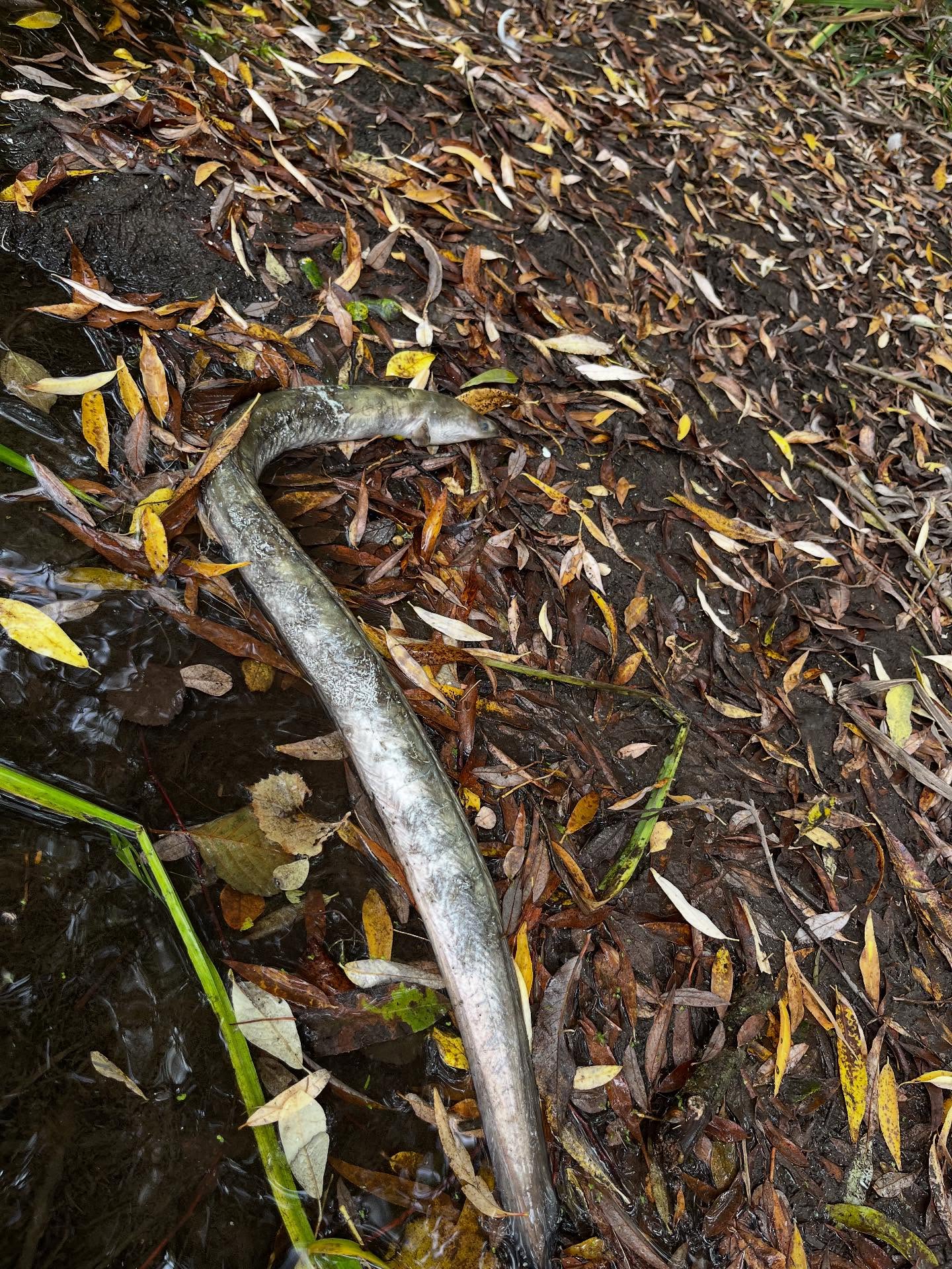 Interesting find today. This is an eel, nearly 80 cm long, probably well over 20 years old. I checked for infection or damage and there was no sign of anything untoward, so probably old age. It went back in to form part of the circle of life, but gratifying to see they are still around.