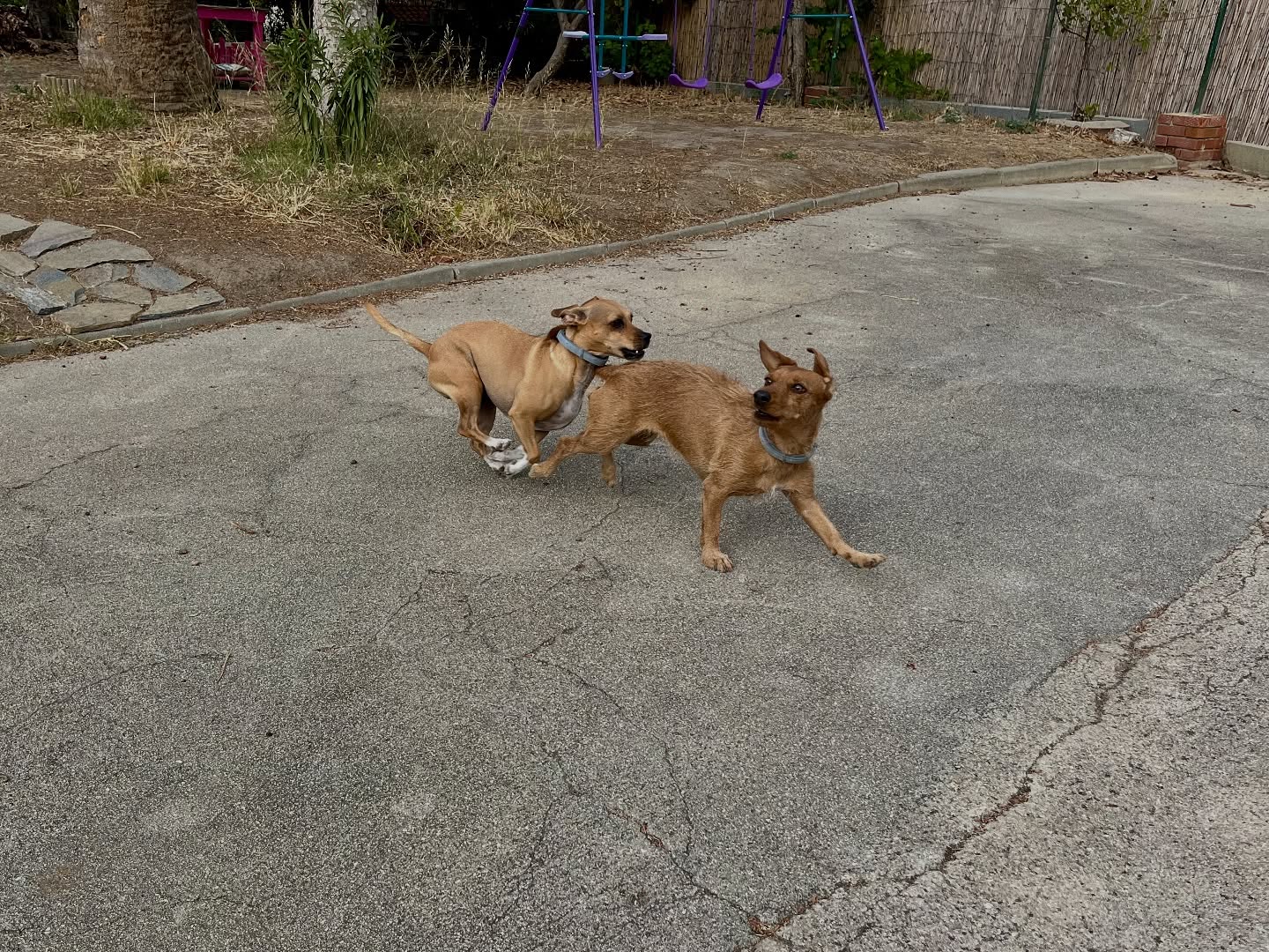 #cuidadoresdeperros #madrid #mascotas #españa #igersmadrid #perros #dogs #dogsofinstagram #perrospequeños #dogslife #dogfriend #fotosdeperros #comoencasa #vacaciones #doglover #pomeranian #chihuahua #caniche #bichón #bichonmaltes #shitzu #shitzulovers #pomerania #pomeraniaespaña #teckel #otoño