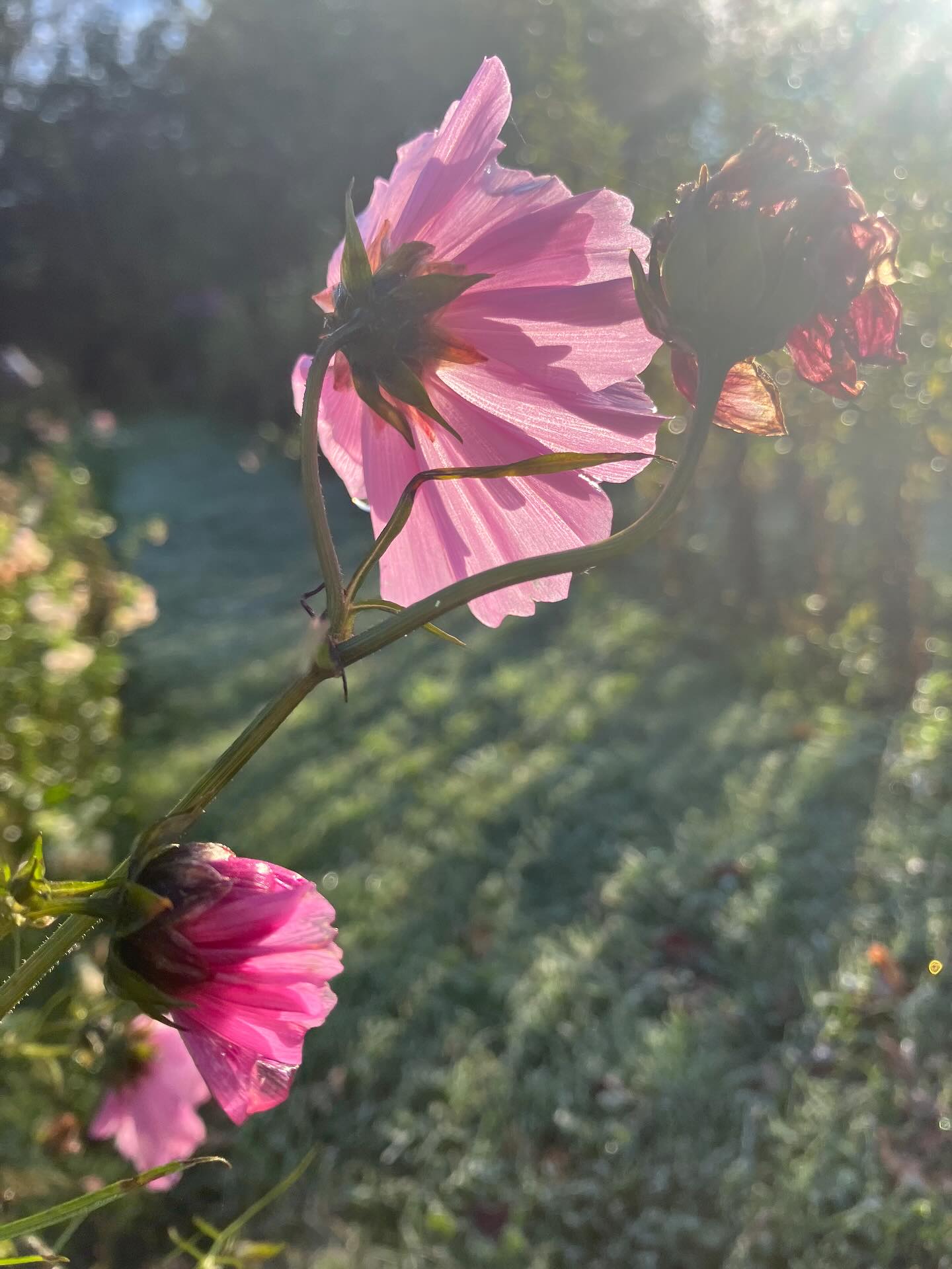 Frost på havebordet, og blomsterne 😢🥶❄️
Pluk-Selv lukket for i år, det er noget tidligere end vi havde håbet, men kong vinter kan vi ikke styre.
Nu begynder vi at grave op, rykke rundt og hvad vi ellers kan finde på. Vi ses igen til foråret ☀️