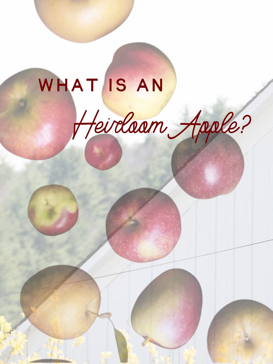 Heirloom apples are living history — grown for flavor, not shelf life. 🍎
We’re proud to share Vermont-grown varieties from Scott Farm Orchard this fall!
#HeirloomApples #SupportLocal #VermontGrown #MartysLocal