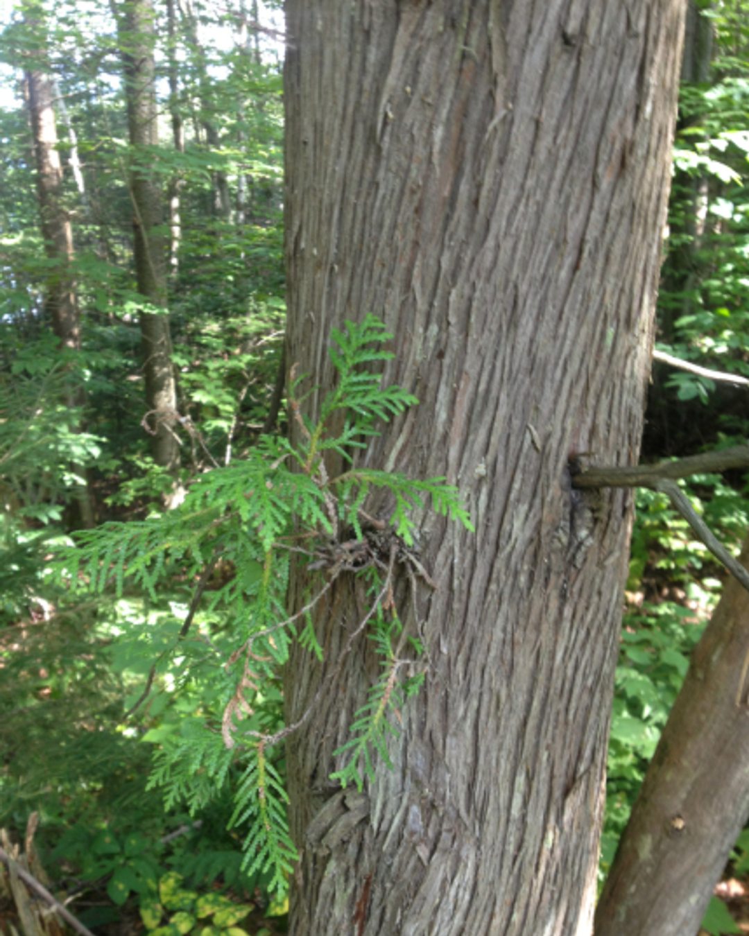🌲 Eastern White Cedar (Thuja occidentalis) 🌲
From the cliffs of Lion’s Head Provincial Park, our new Eastern White Cedar seed source carries a lineage dating back to around 688 A.D. — that’s over 1,300 years of resilience and adaptation.
This native conifer does it all:
💧 Stabilizes soil and prevents erosion
🌬️ Slows wind and snow drift
🪶 Provides year-round habitat and cover for wildlife
🌱 Thrives in both calcareous and acidic soils
Perfect for riparian restoration, windbreaks, and natural screens.
Plant one — and continue a genetic story older than most civilizations.
🌿 Planting to Protect. Restoring to Thrive.
#OriginNativePlants #EasternWhiteCedar #ThujaOccidentalis #NativePlantsOntario #EcologicalRestoration #RiparianBuffer #Windbreak #HabitatRestoration #TreePlanting #Biodiversity #PlantNative #ForestEcology #ConservationMatters #NatureBasedSolutions #RewildingOntario #EcoRestoration #AncientTrees #CedarLegacy #LionsHead